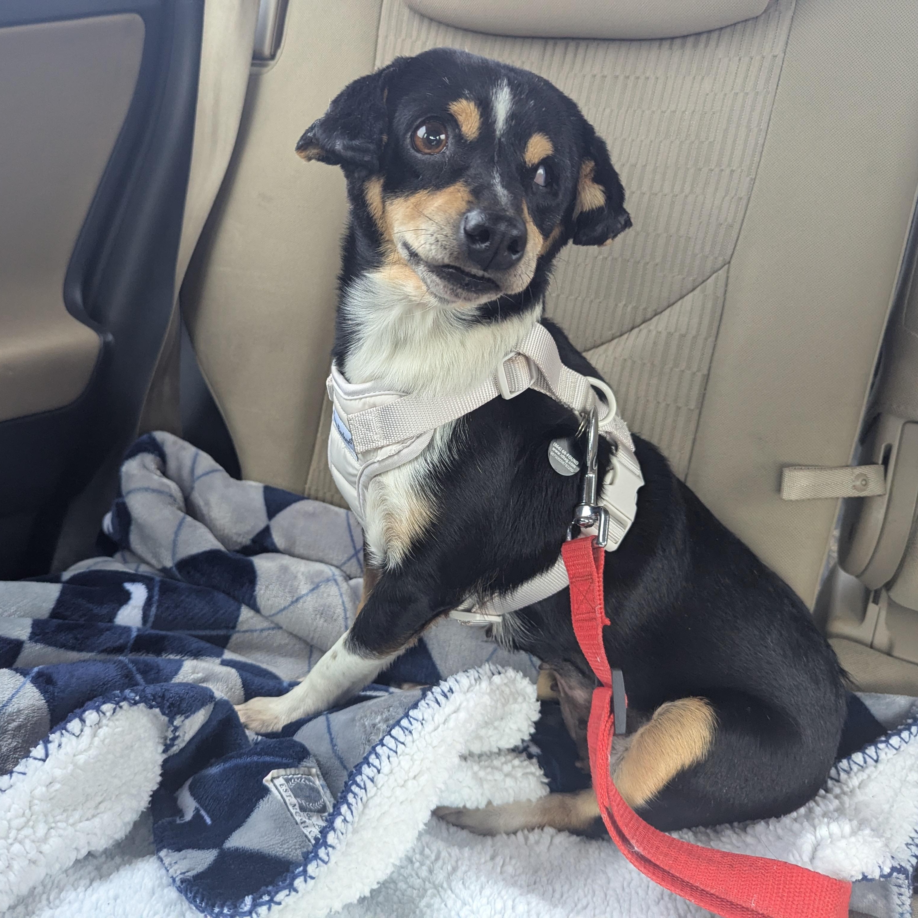 Enlarge Mildred (aka Millie), a ADOPTABLE mixed breed in Moosup, CT image 4/6