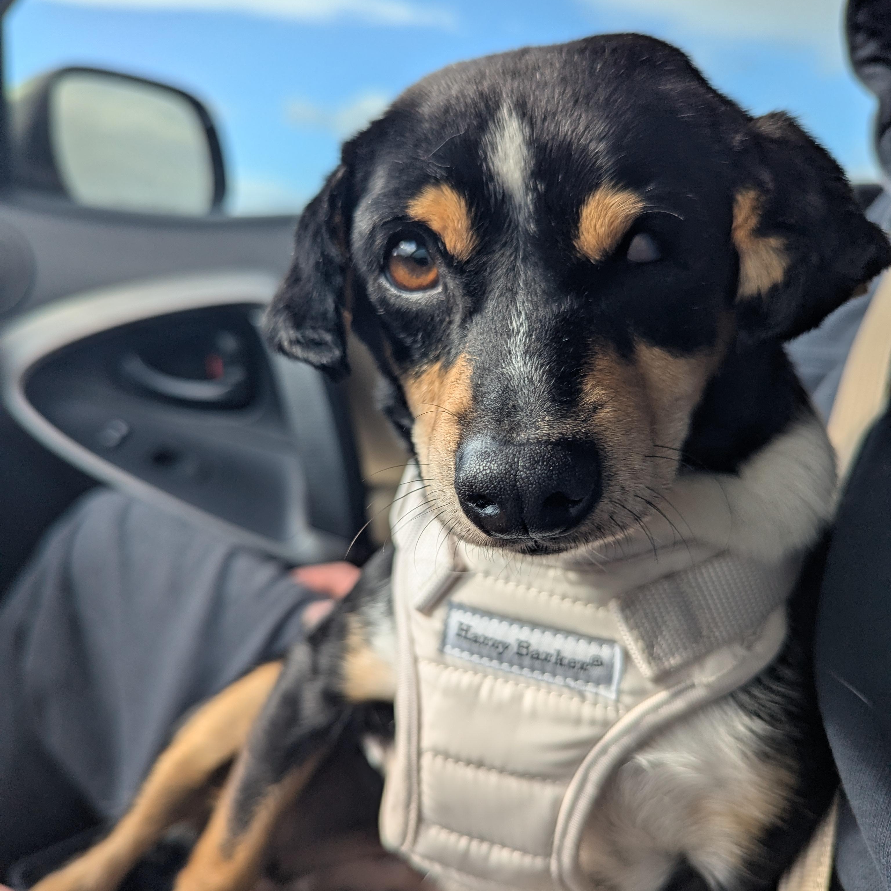 Enlarge Mildred (aka Millie), a ADOPTABLE mixed breed in Moosup, CT image 1/6