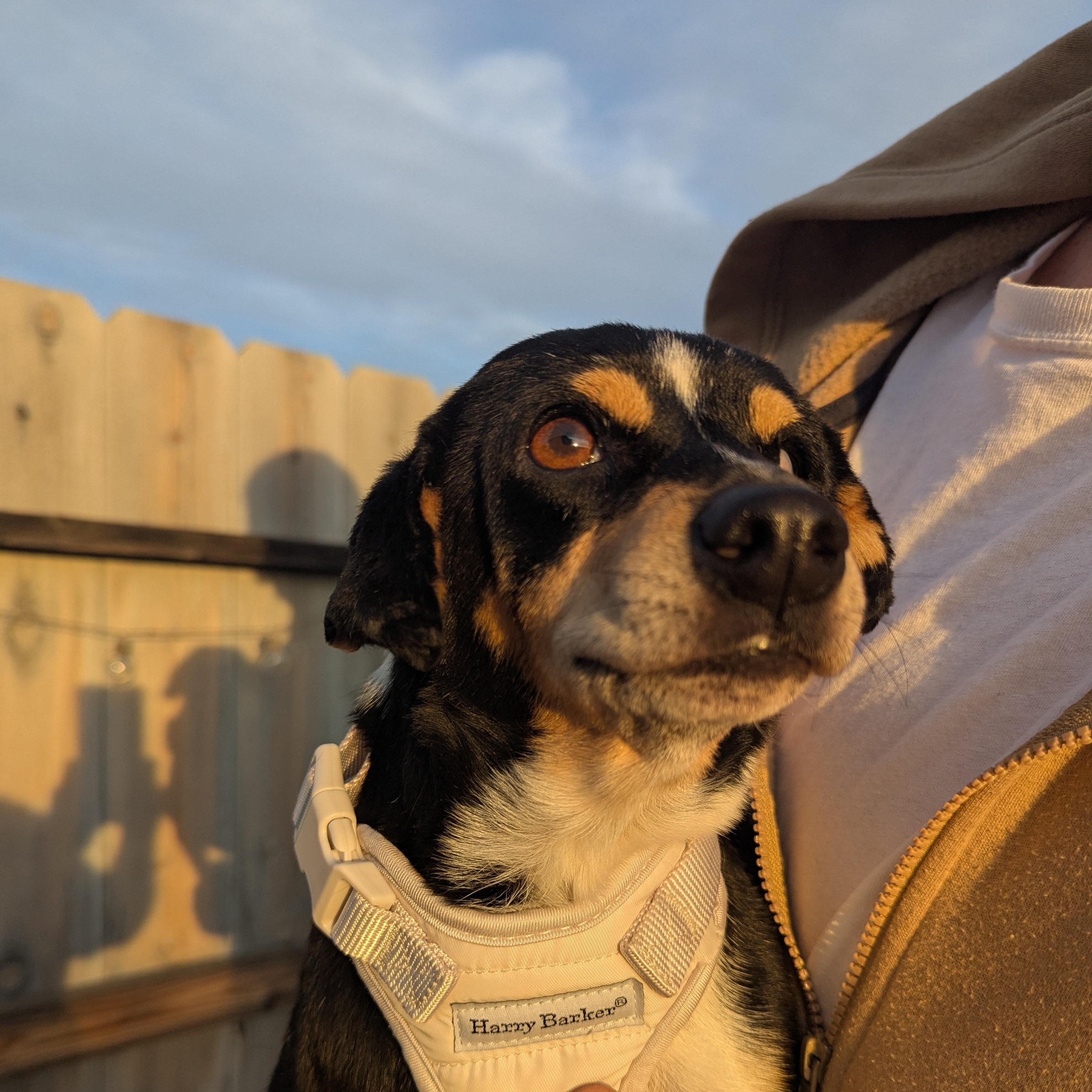 Enlarge Mildred (aka Millie), a ADOPTABLE mixed breed in Moosup, CT image 6/6