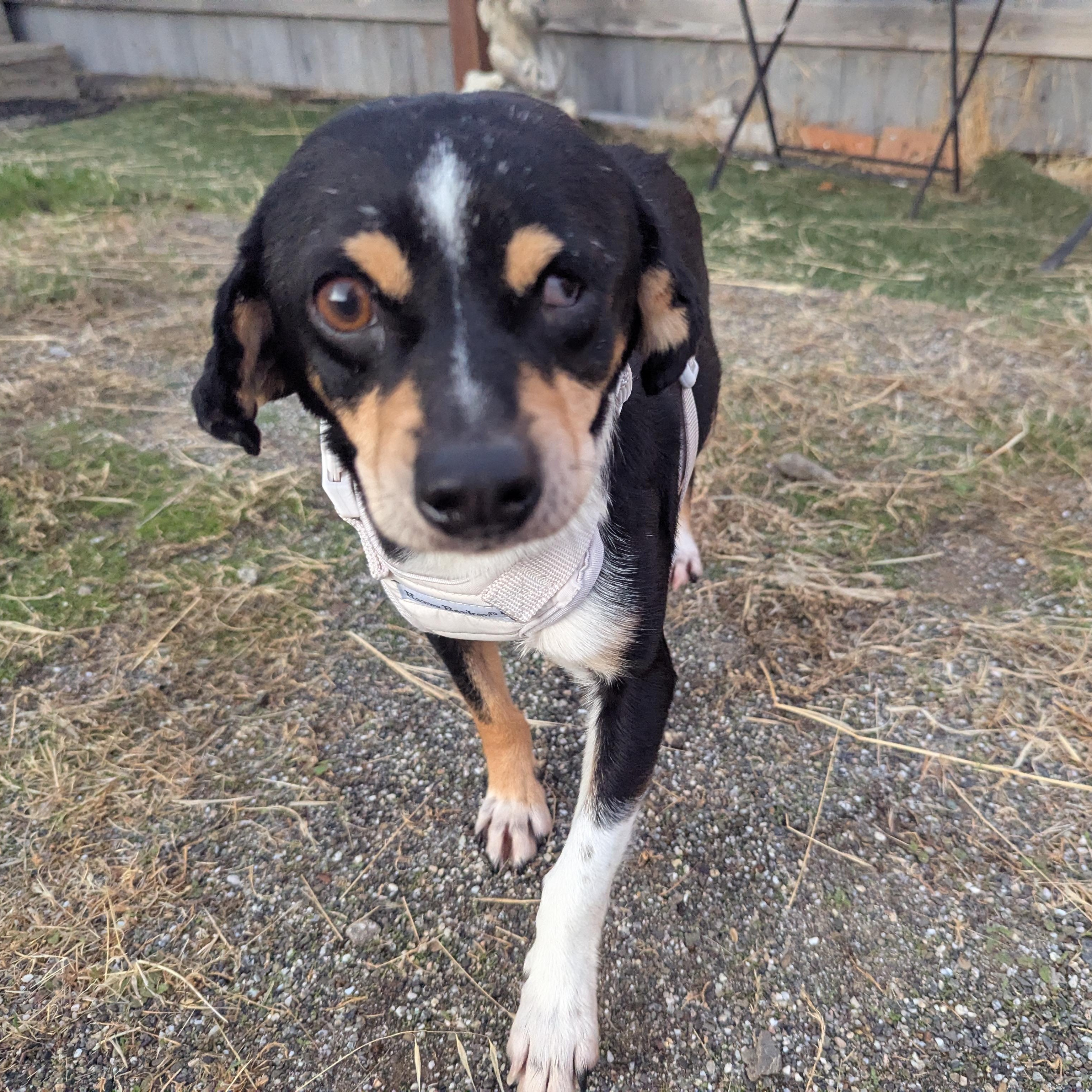 Enlarge Mildred (aka Millie), a ADOPTABLE mixed breed in Moosup, CT image 3/6