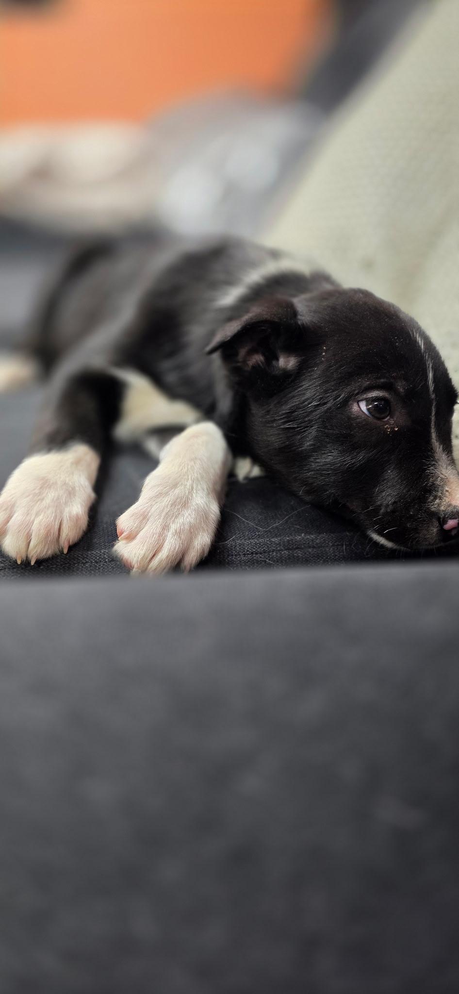 Sammy , ADOPTABLE, Puppy Male Border Collie.