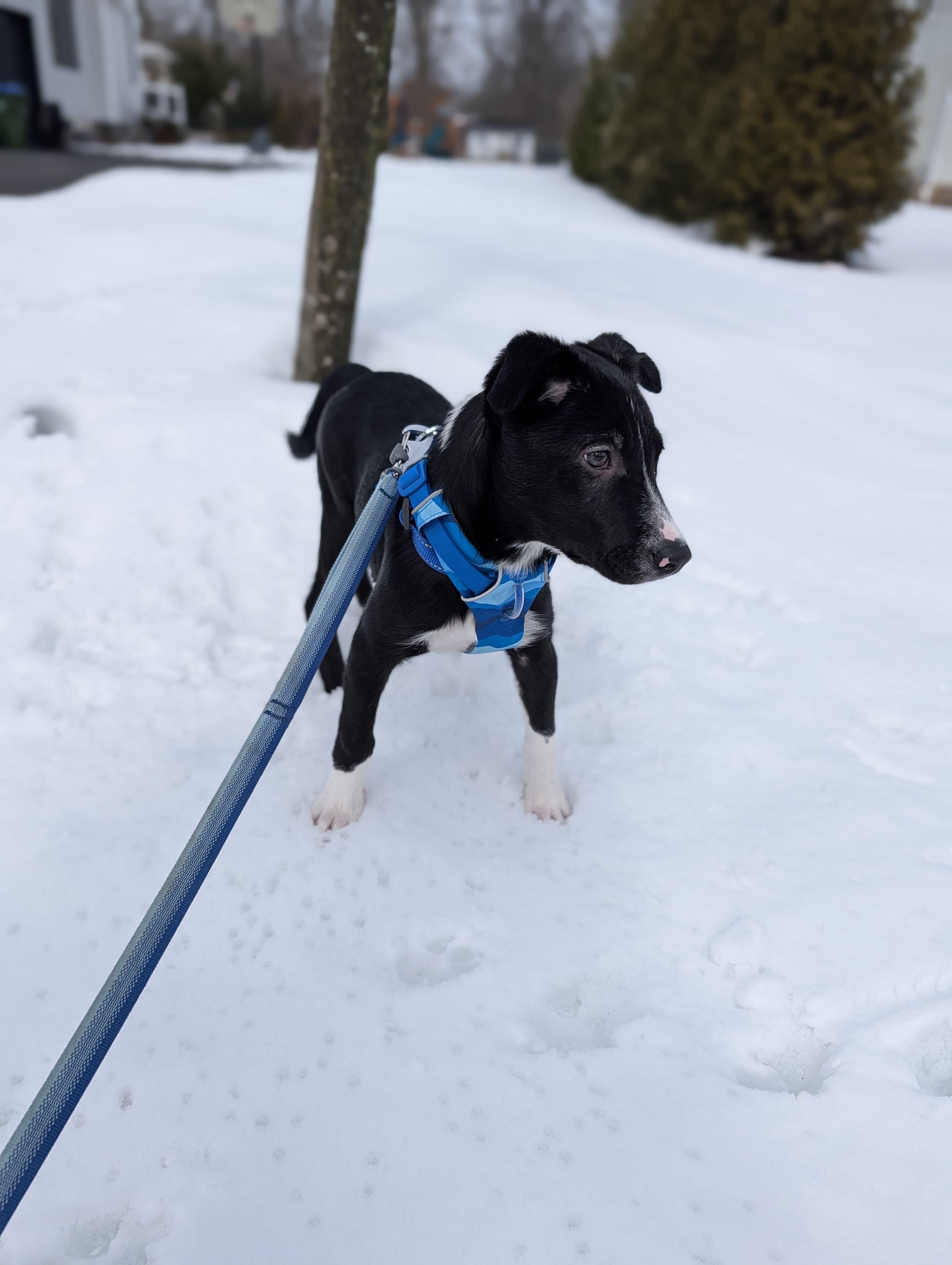 Sammy , ADOPTABLE, Puppy Male Border Collie.