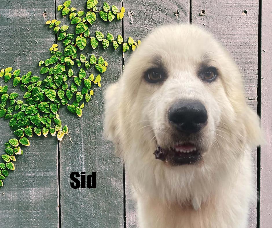 Enlarge Sid, a Adoptable Great Pyrenees in Marshville, NC image 1/4