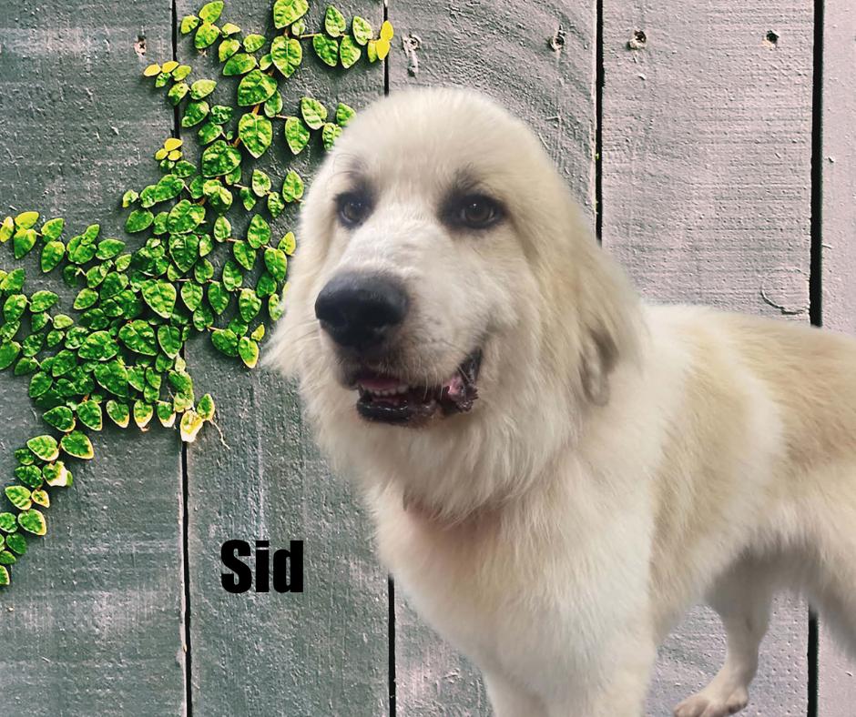 Enlarge Sid, a Adoptable Great Pyrenees in Marshville, NC image 2/4