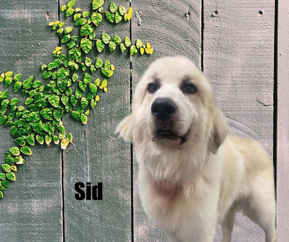 Enlarge Sid, a Adoptable Great Pyrenees in Marshville, NC image 3/4