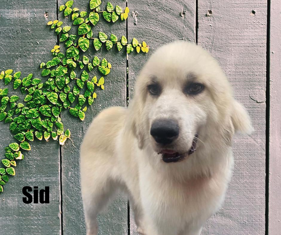Enlarge Sid, a Adoptable Great Pyrenees in Marshville, NC image 4/4
