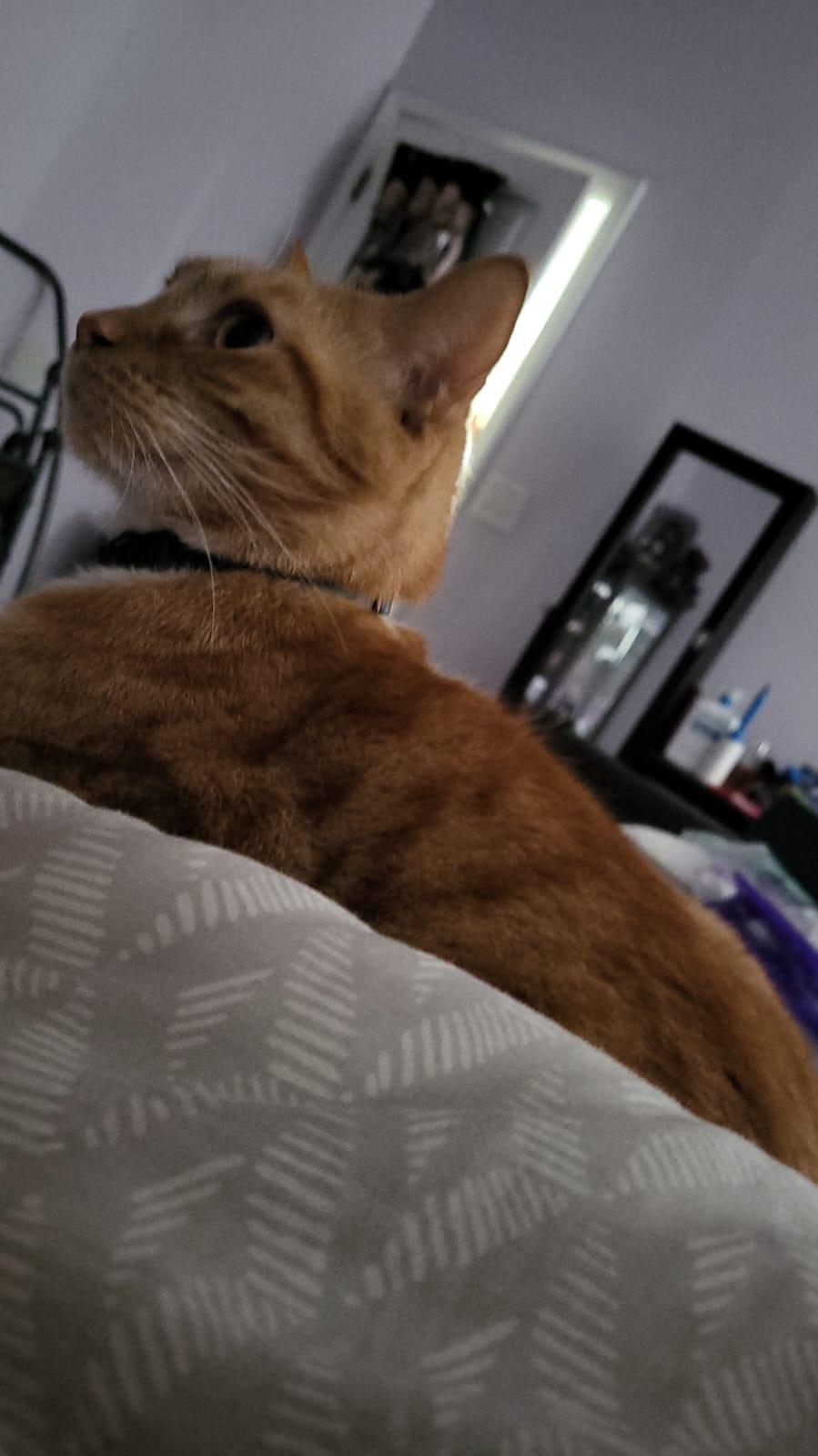 Enlarge Oliver, a Adopted Tabby in Atlanta, GA image 1/4