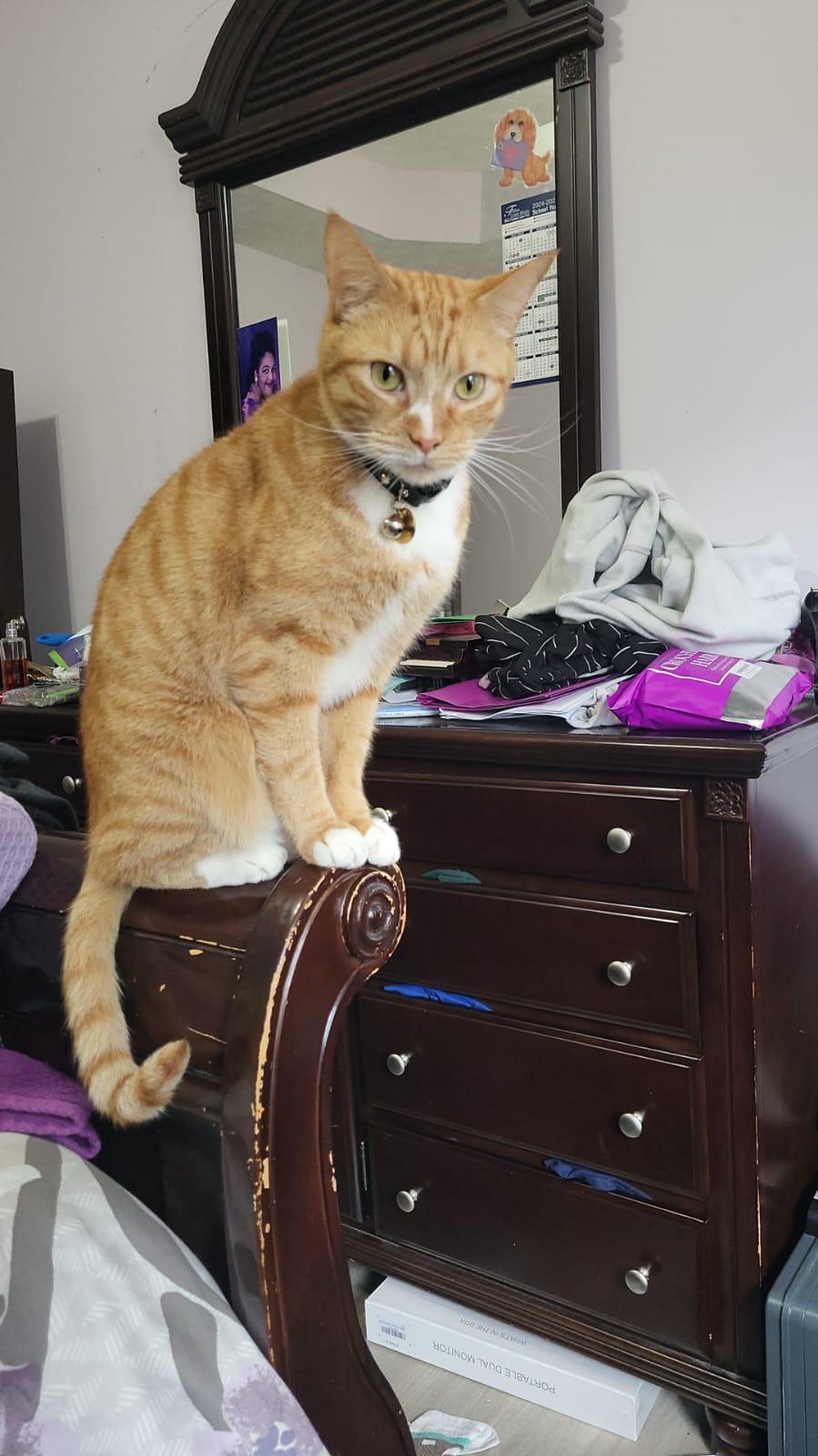 Enlarge Oliver, a Adopted Tabby in Atlanta, GA image 2/4