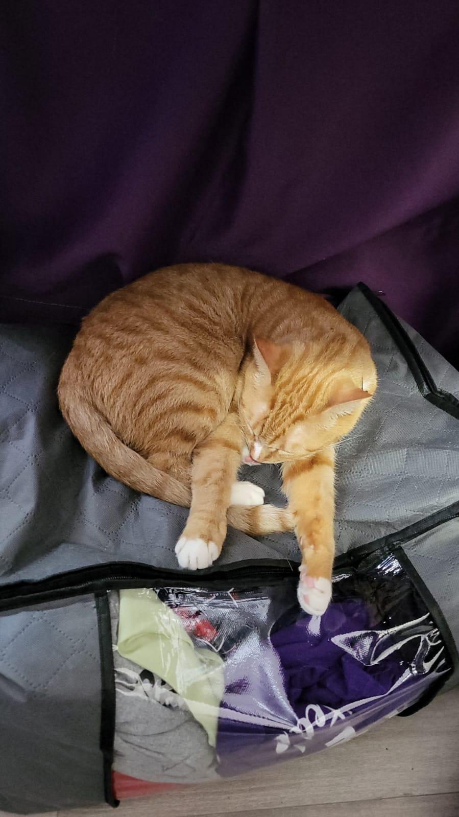 Oliver, Adopted, Adult Male Tabby.