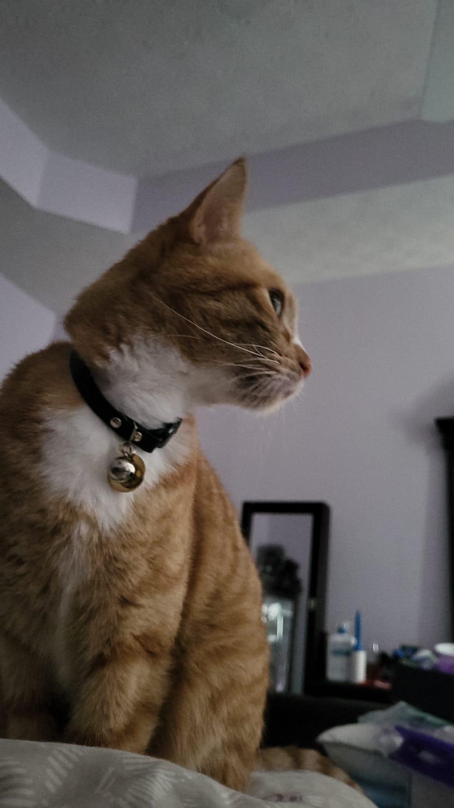 Enlarge Oliver, a Adopted Tabby in Atlanta, GA image 4/4