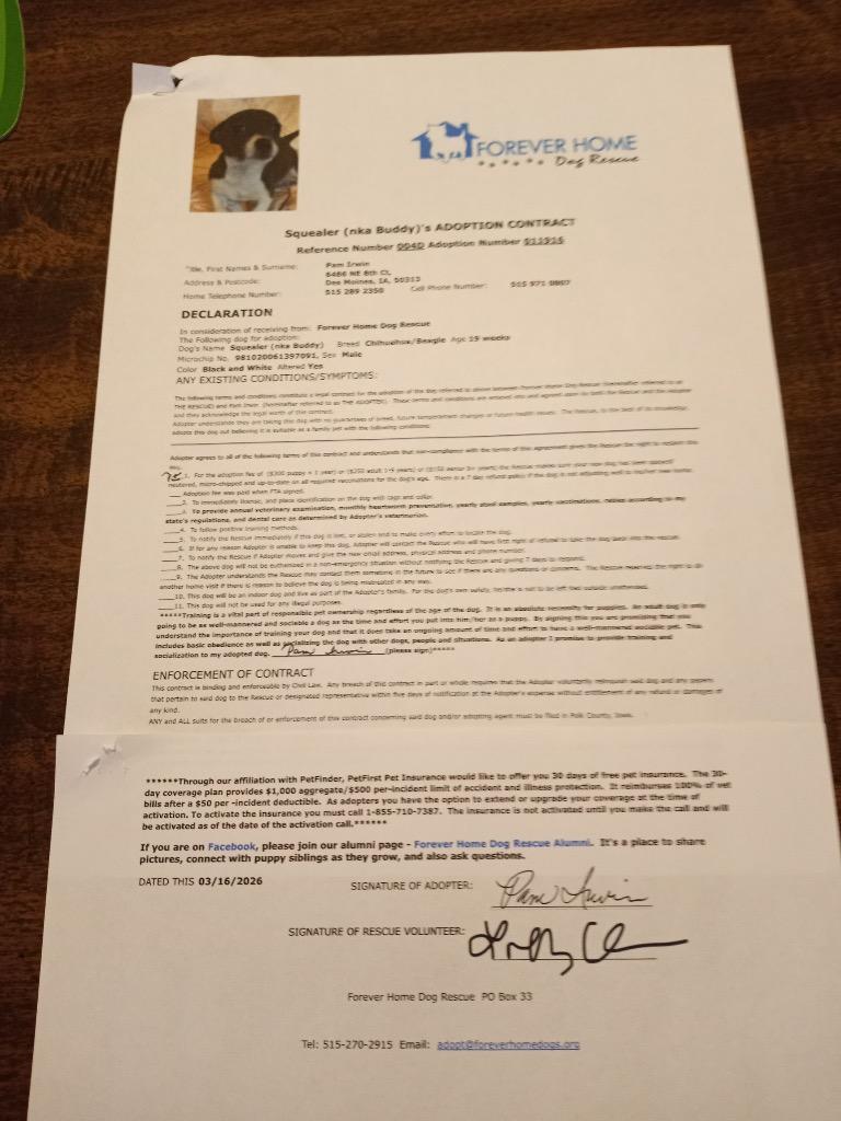 Squealer (nka Buddy), Adopted, Puppy Male Chihuahua & Beagle.