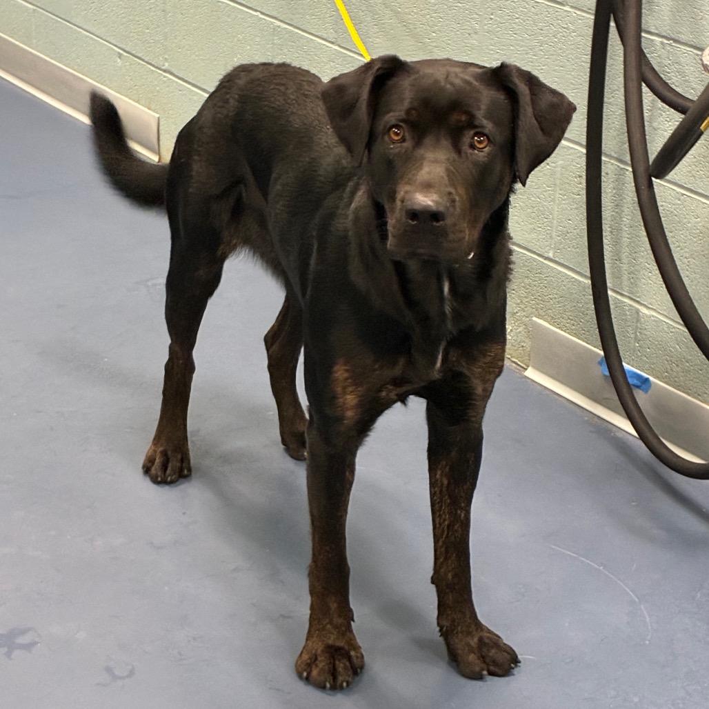 Enlarge Nyxie, a Adoptable mixed breed in Greensboro, NC image 1/6