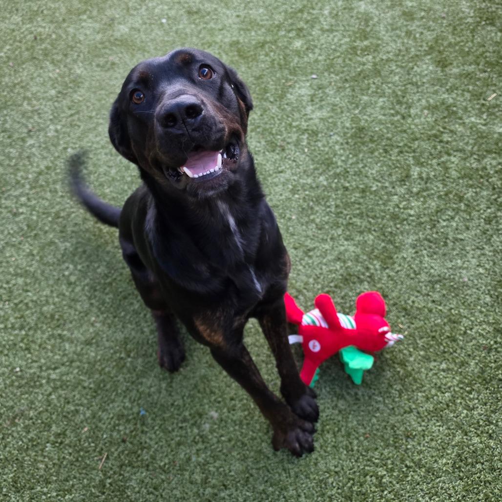 Enlarge Nyxie, a Adoptable mixed breed in Greensboro, NC image 2/6