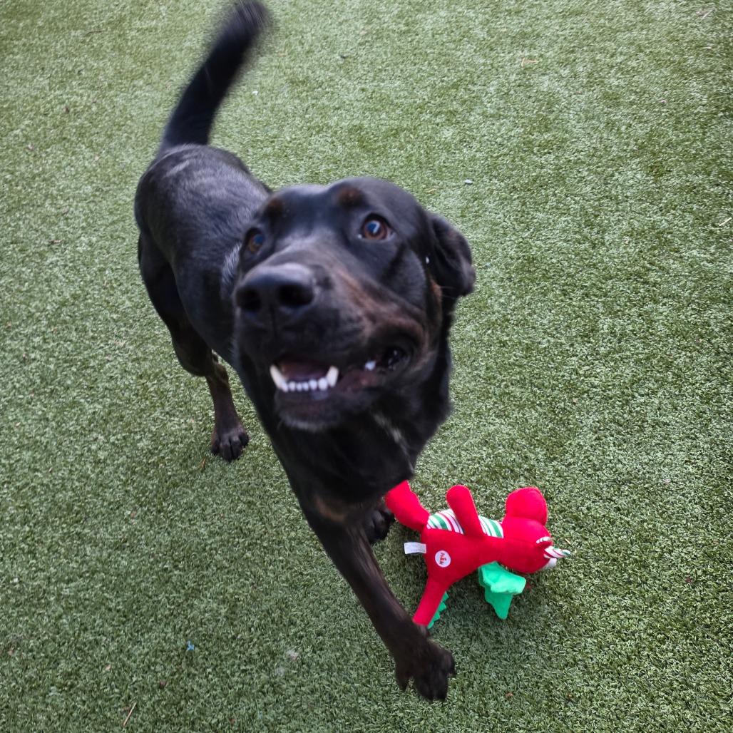 Enlarge Nyxie, a Adoptable mixed breed in Greensboro, NC image 3/6