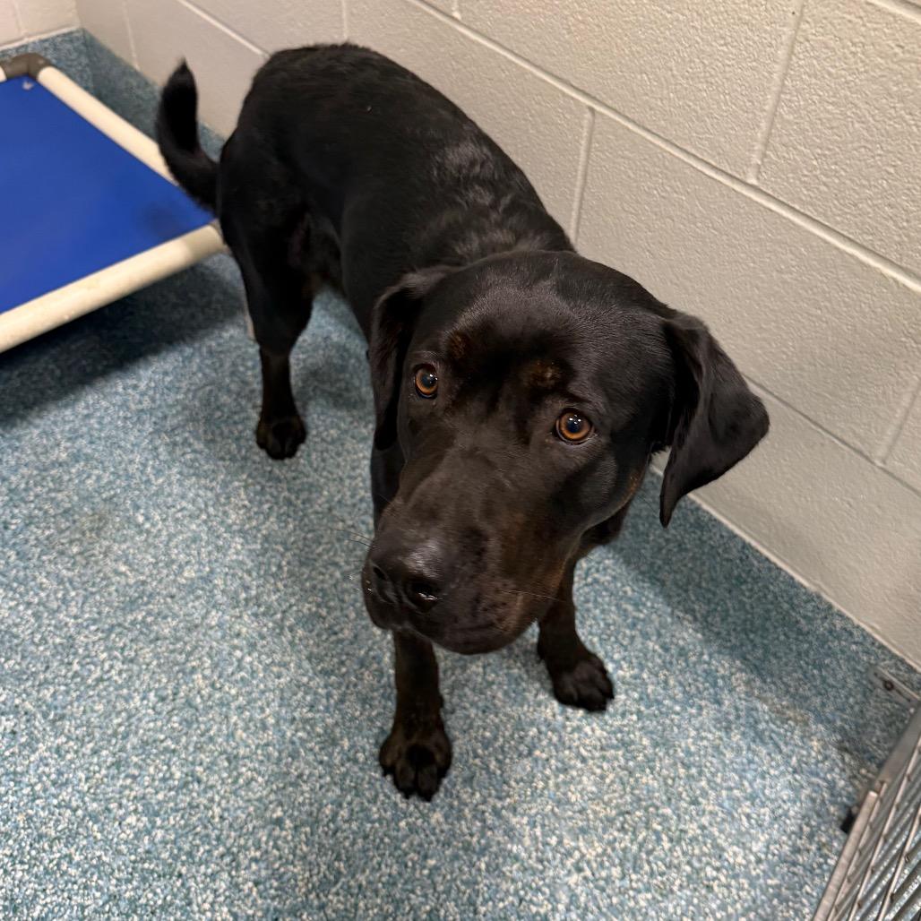 Enlarge Nyxie, a Adoptable mixed breed in Greensboro, NC image 4/6