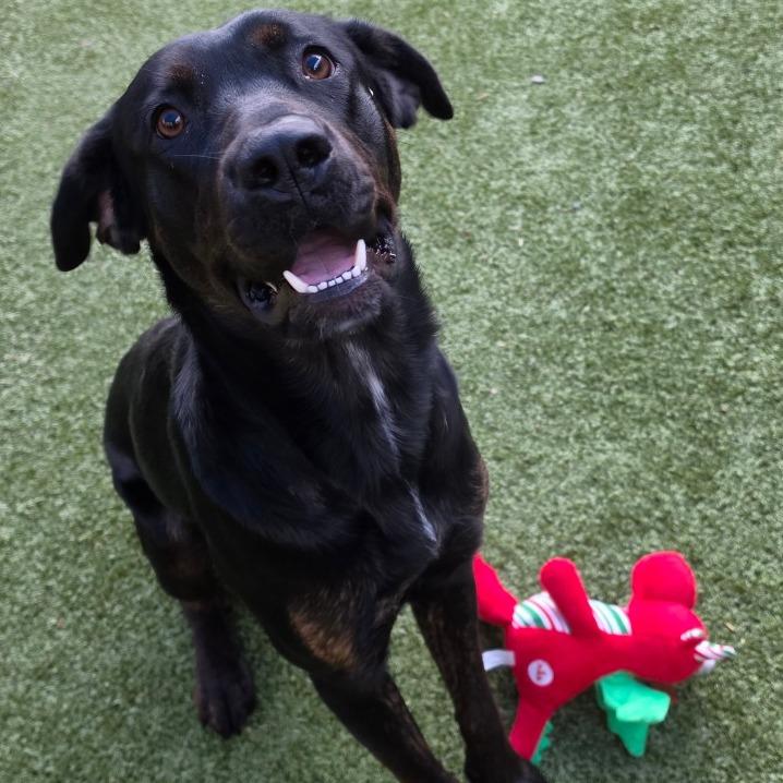 Enlarge Nyxie, a Adoptable mixed breed in Greensboro, NC image 5/6
