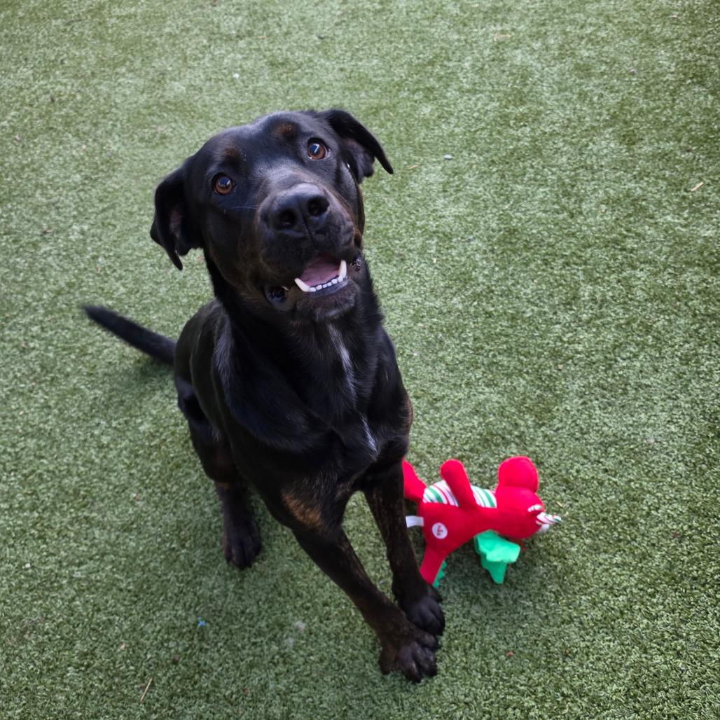 Enlarge Nyxie, a Adoptable mixed breed in Greensboro, NC image 6/6