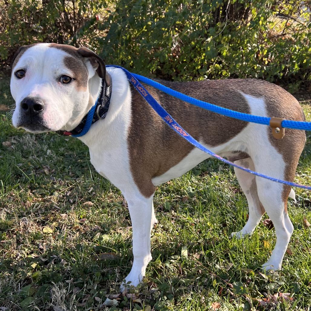 Chowder (fka Stanford) — thumbnail 3