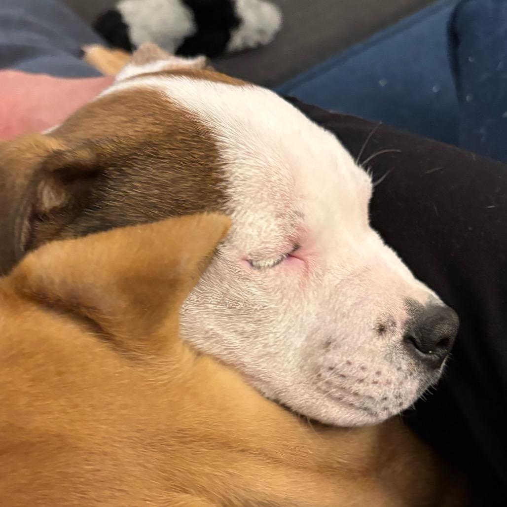 Chowder (fka Stanford) — thumbnail 5