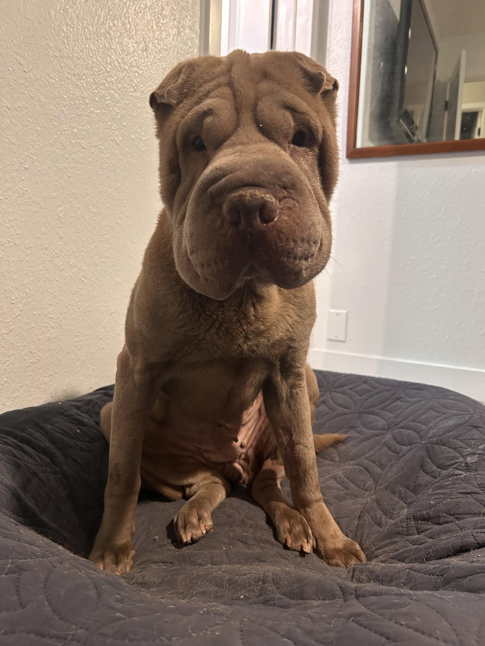 Maribel, Adoptable, Adult Female Shar-Pei.