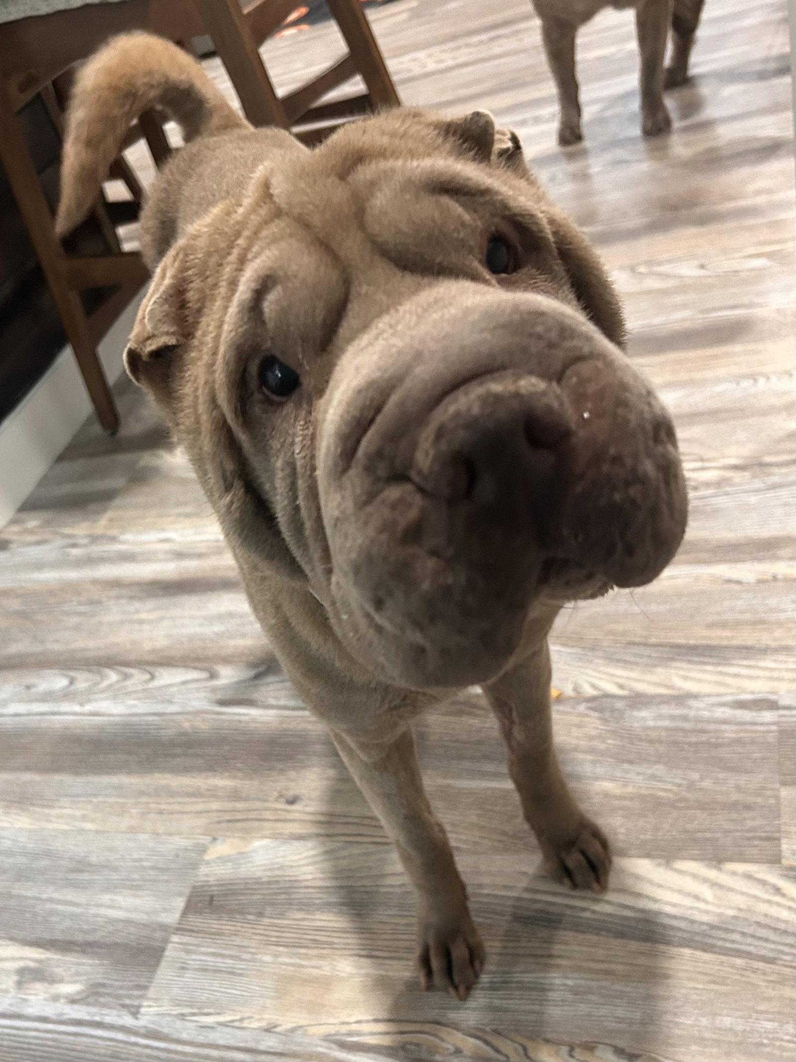 Enlarge Maribel, a Adoptable Shar-Pei in Ft Collins, CO image 2/2