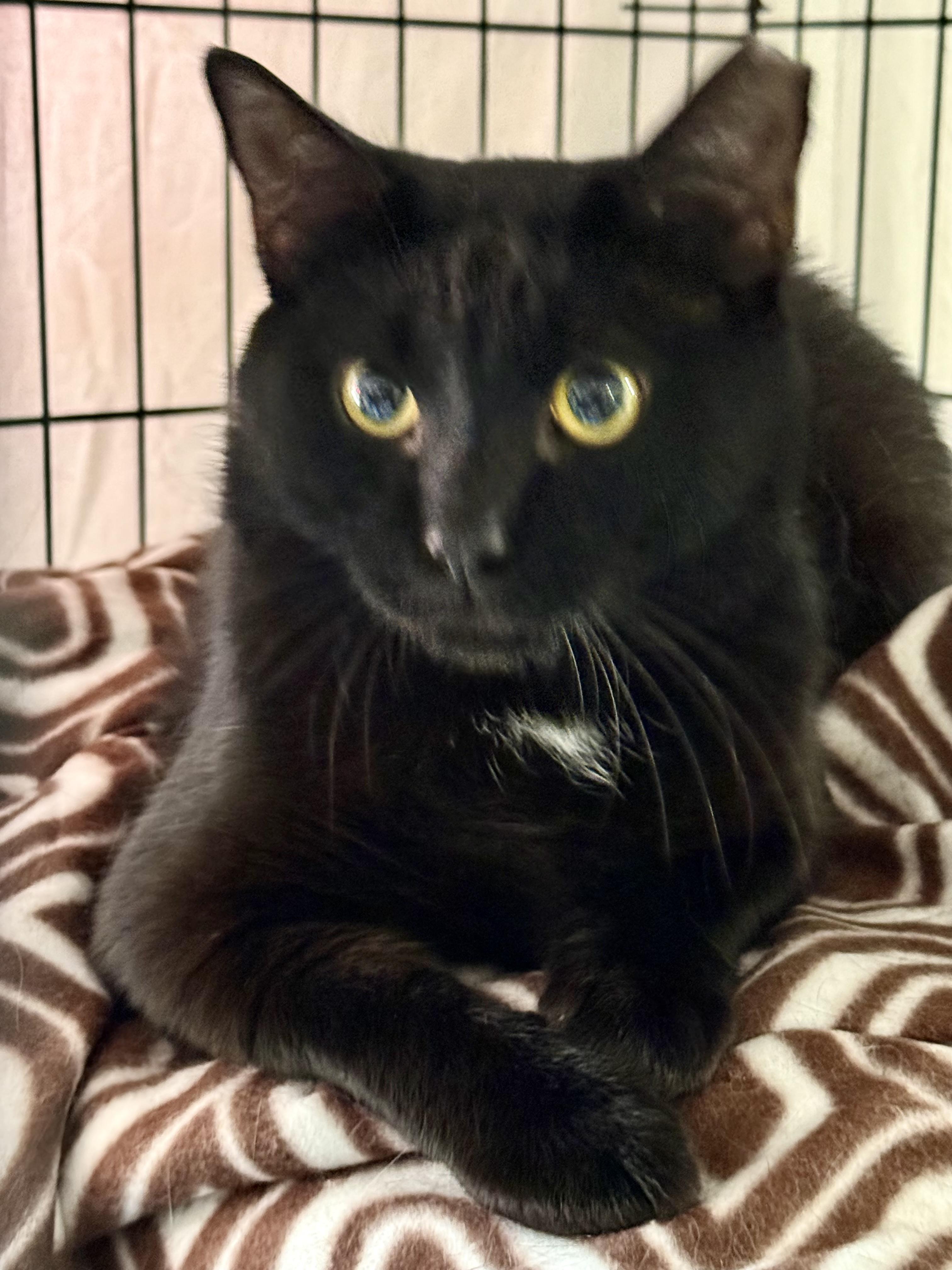 Binx, a ADOPTABLE Domestic Short Hair in Johnson City, TN image 1/3