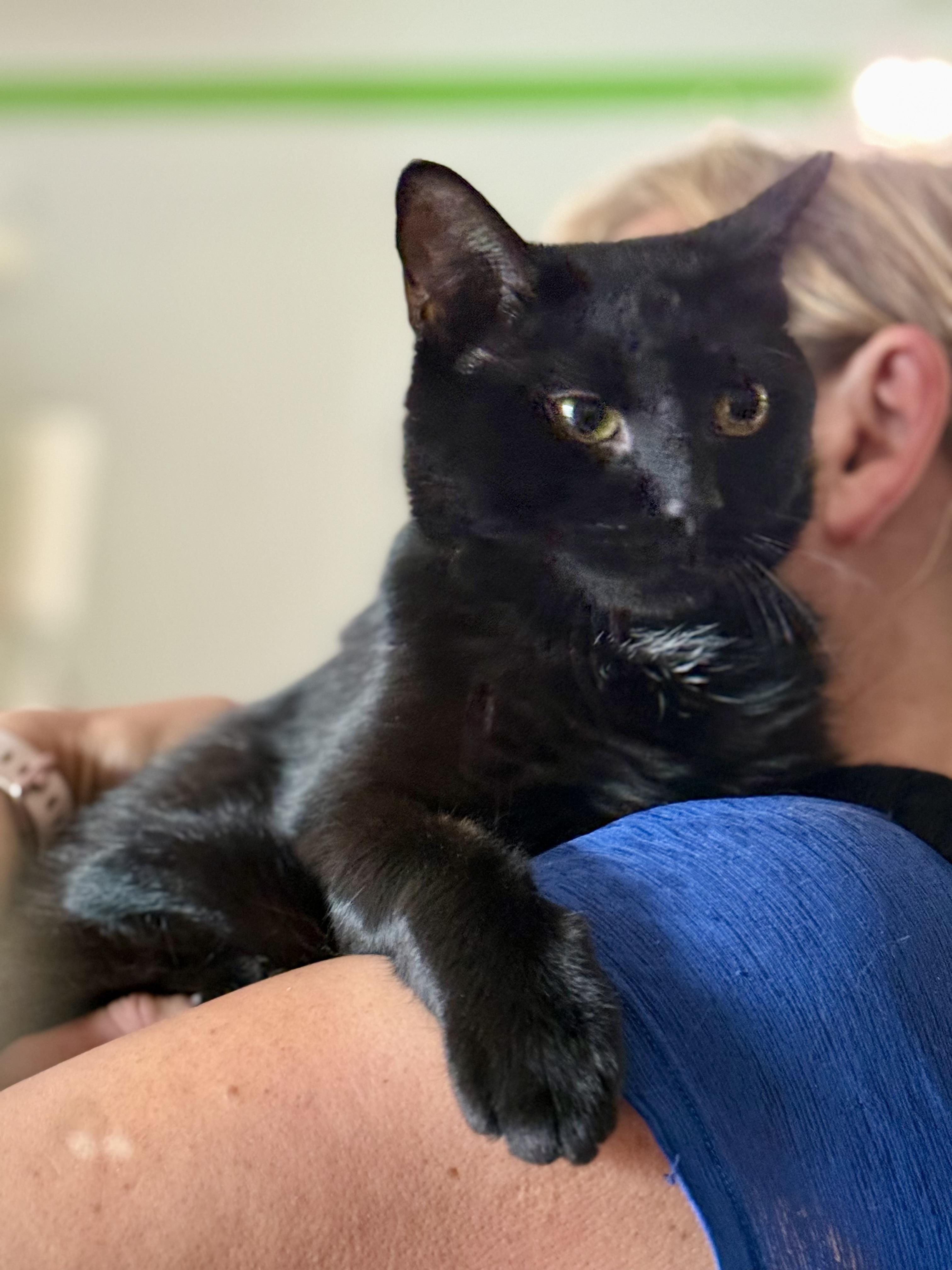 Binx, a ADOPTABLE Domestic Short Hair in Johnson City, TN image 3/3