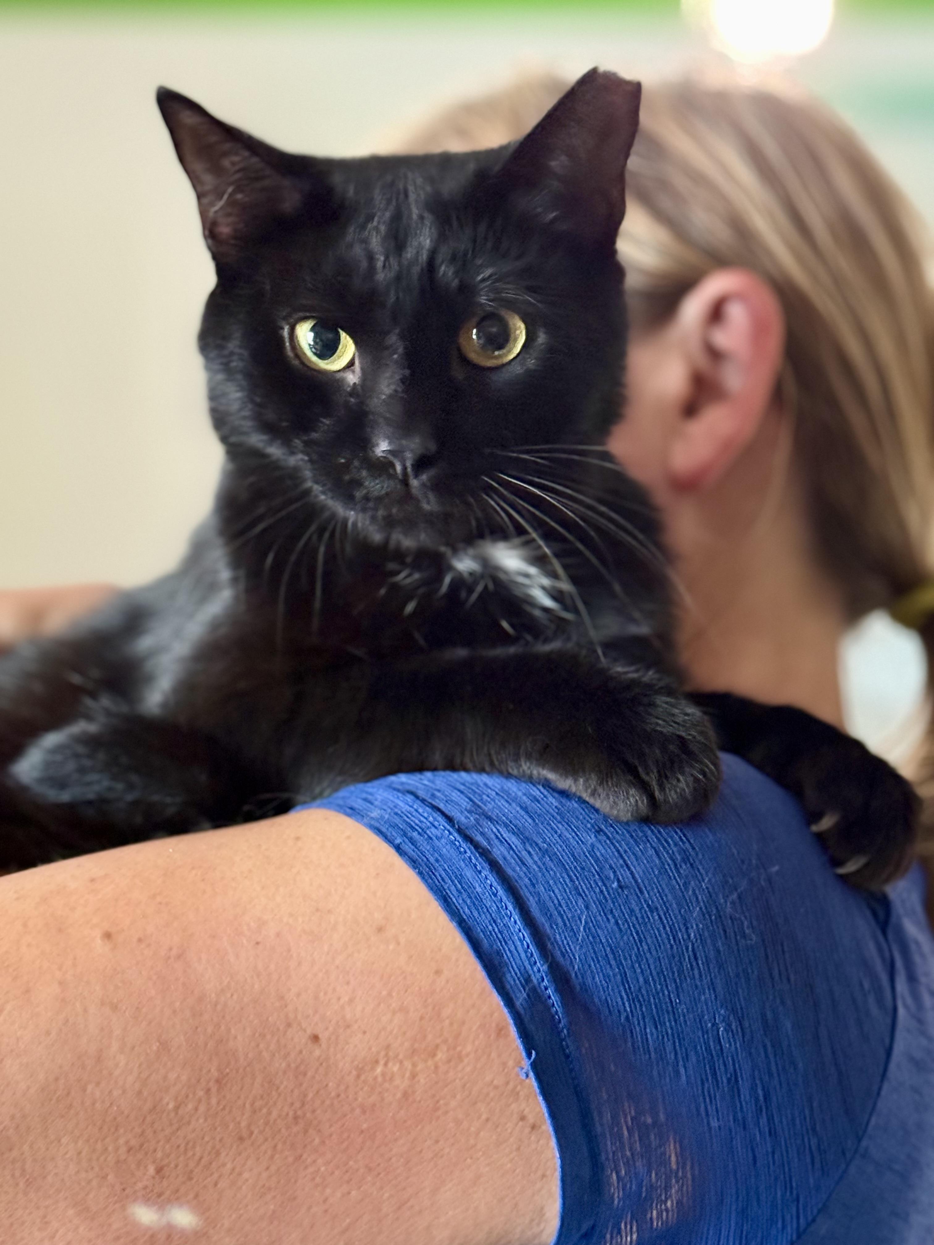 Binx, a ADOPTABLE Domestic Short Hair in Johnson City, TN image 2/3