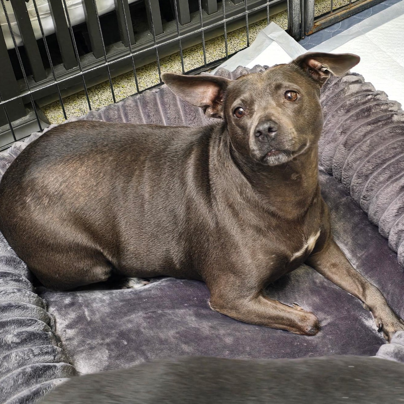 Enlarge Violet 2.0, a Adoptable mixed breed in Stockton, CA image 1/6