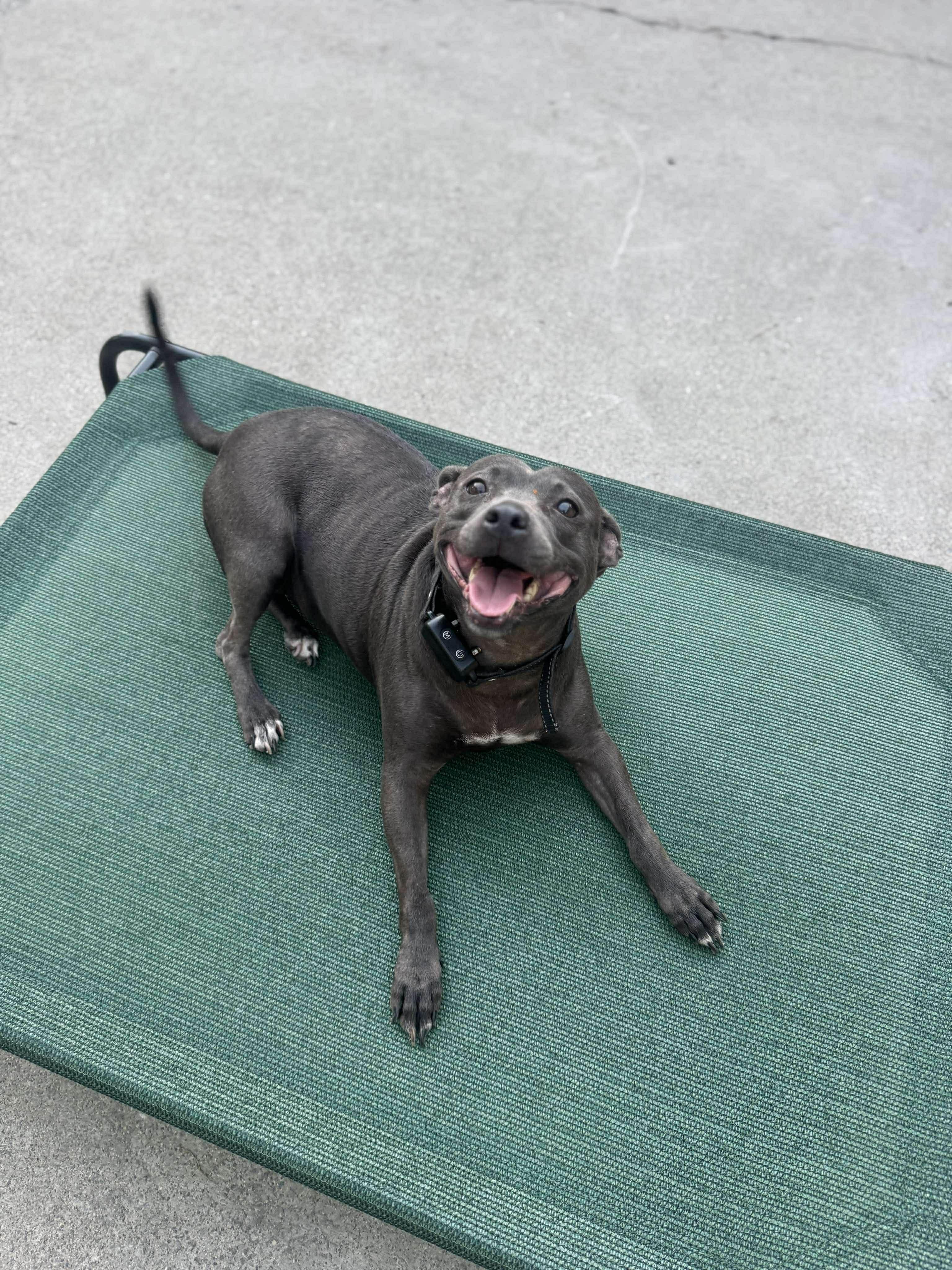 Enlarge Violet 2.0, a Adoptable mixed breed in Stockton, CA image 2/6