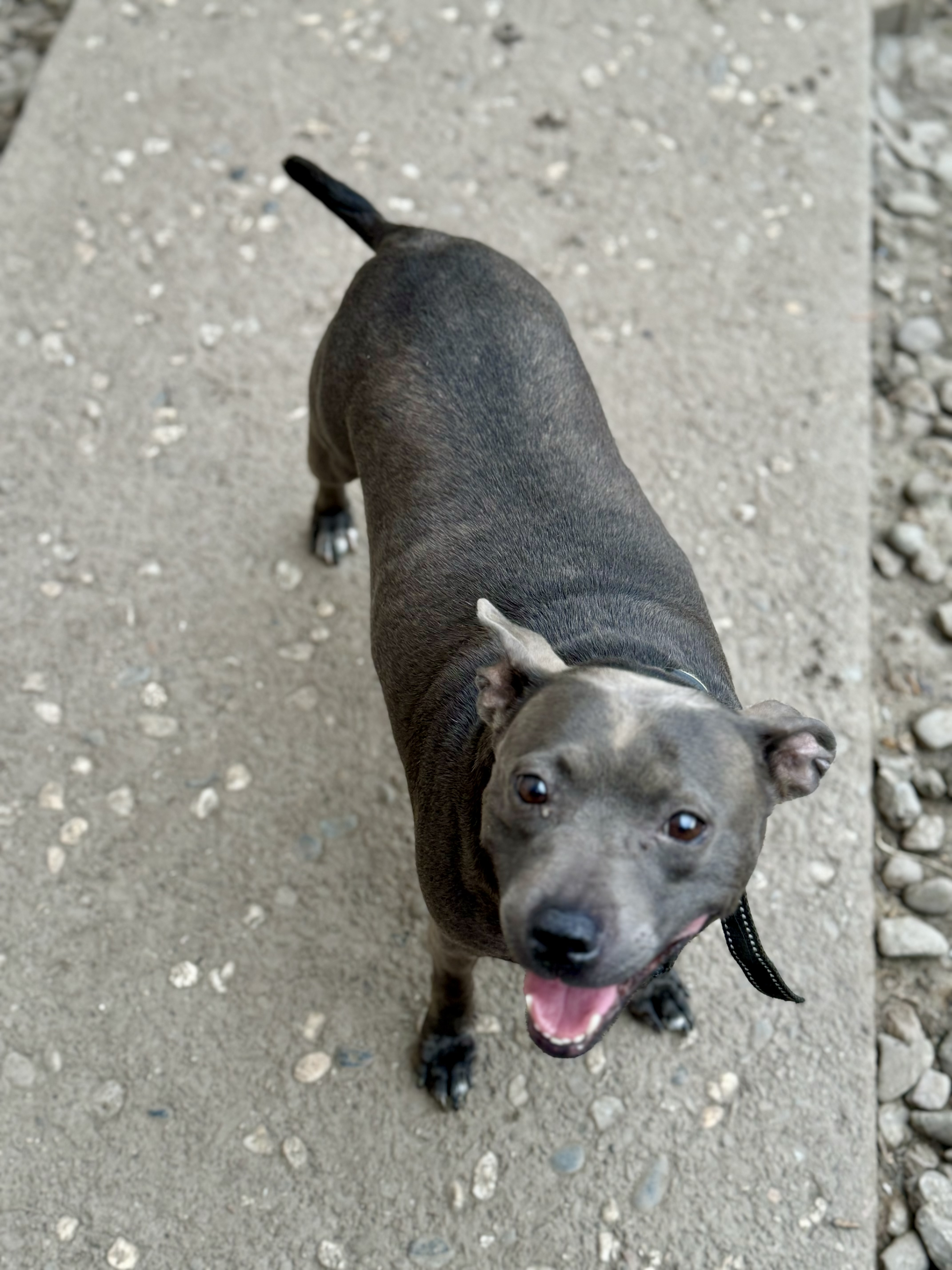 Enlarge Violet 2.0, a Adoptable mixed breed in Stockton, CA image 3/6