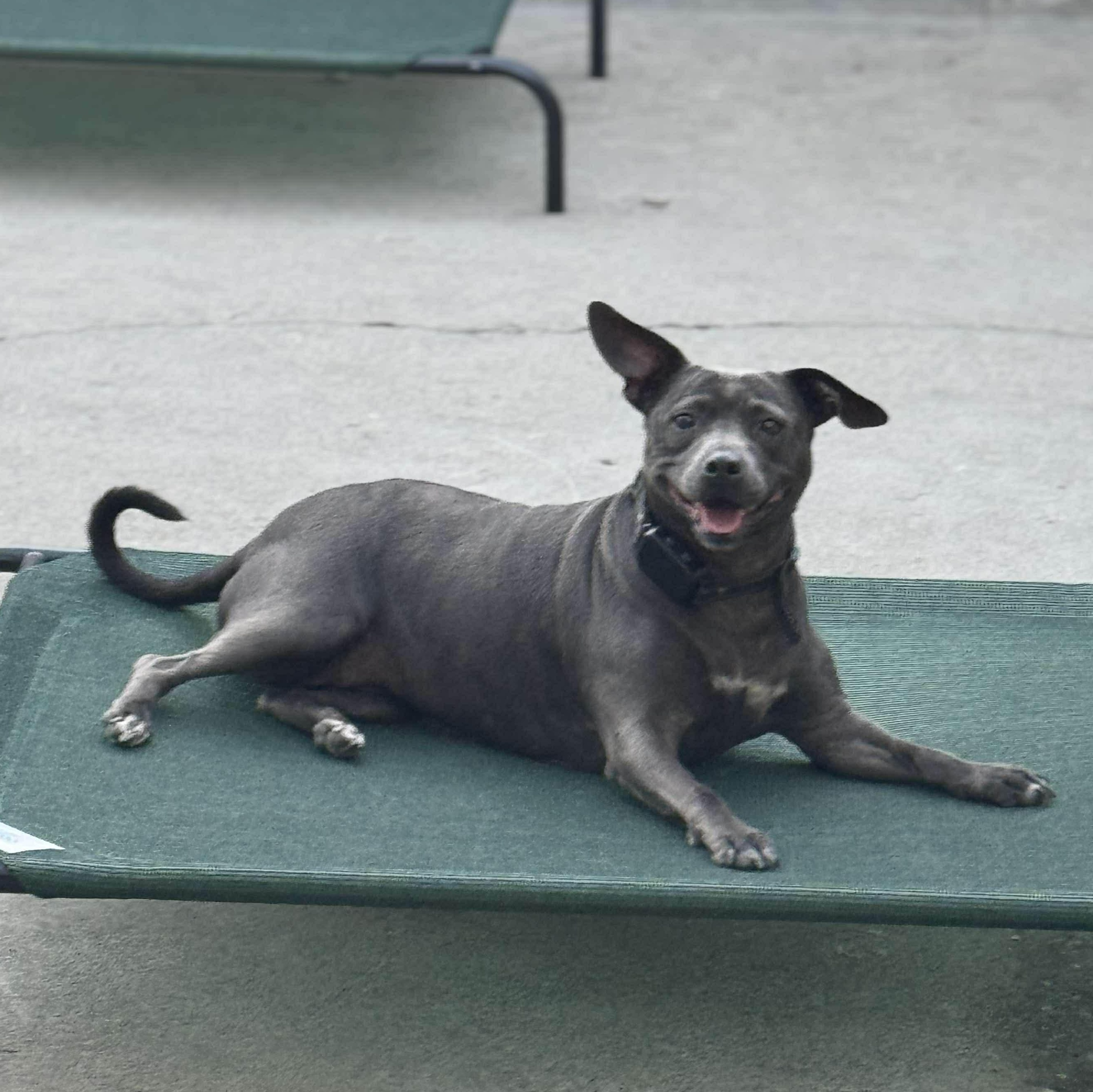 Enlarge Violet 2.0, a Adoptable mixed breed in Stockton, CA image 4/6