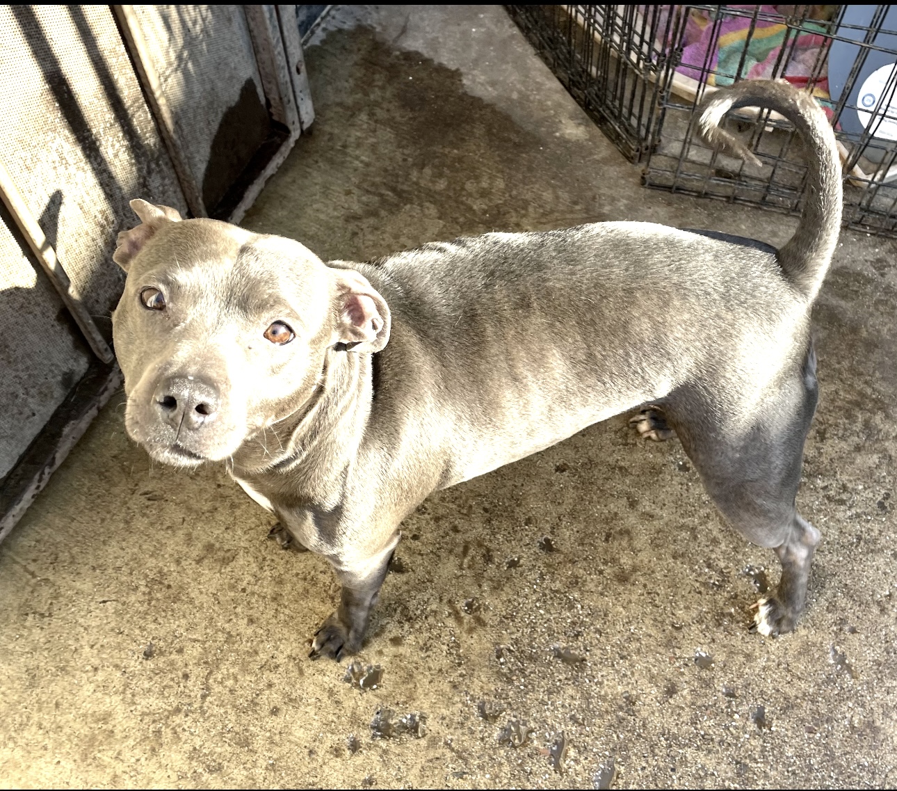 Enlarge Violet 2.0, a Adoptable mixed breed in Stockton, CA image 5/6