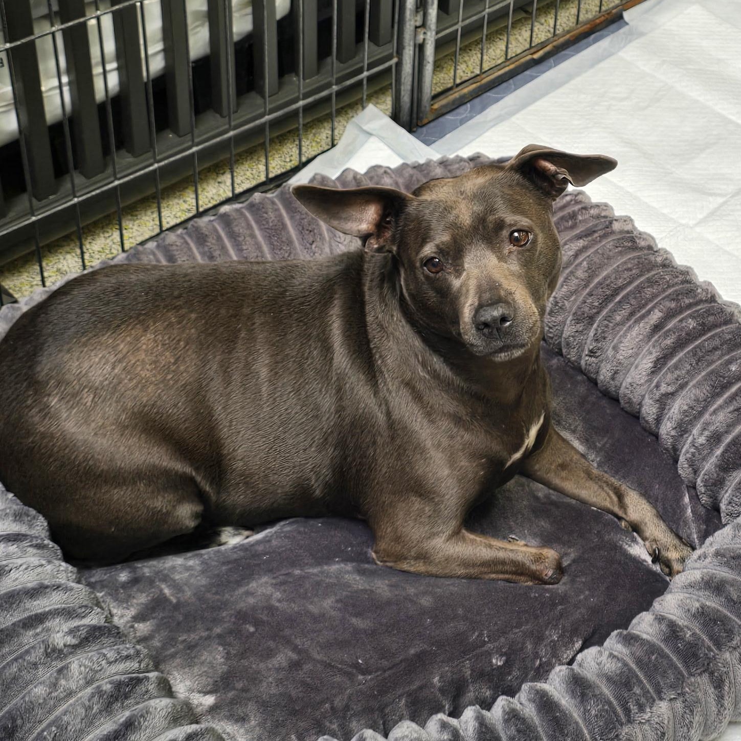 Violet 2.0, Adoptable, Adult Female Terrier & American Staffordshire Terrier.