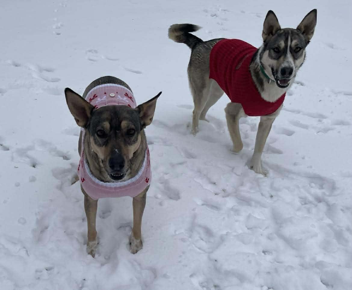 Enlarge Tallulah, an adopted mixed breed in Bloomfield, CT image 4/5