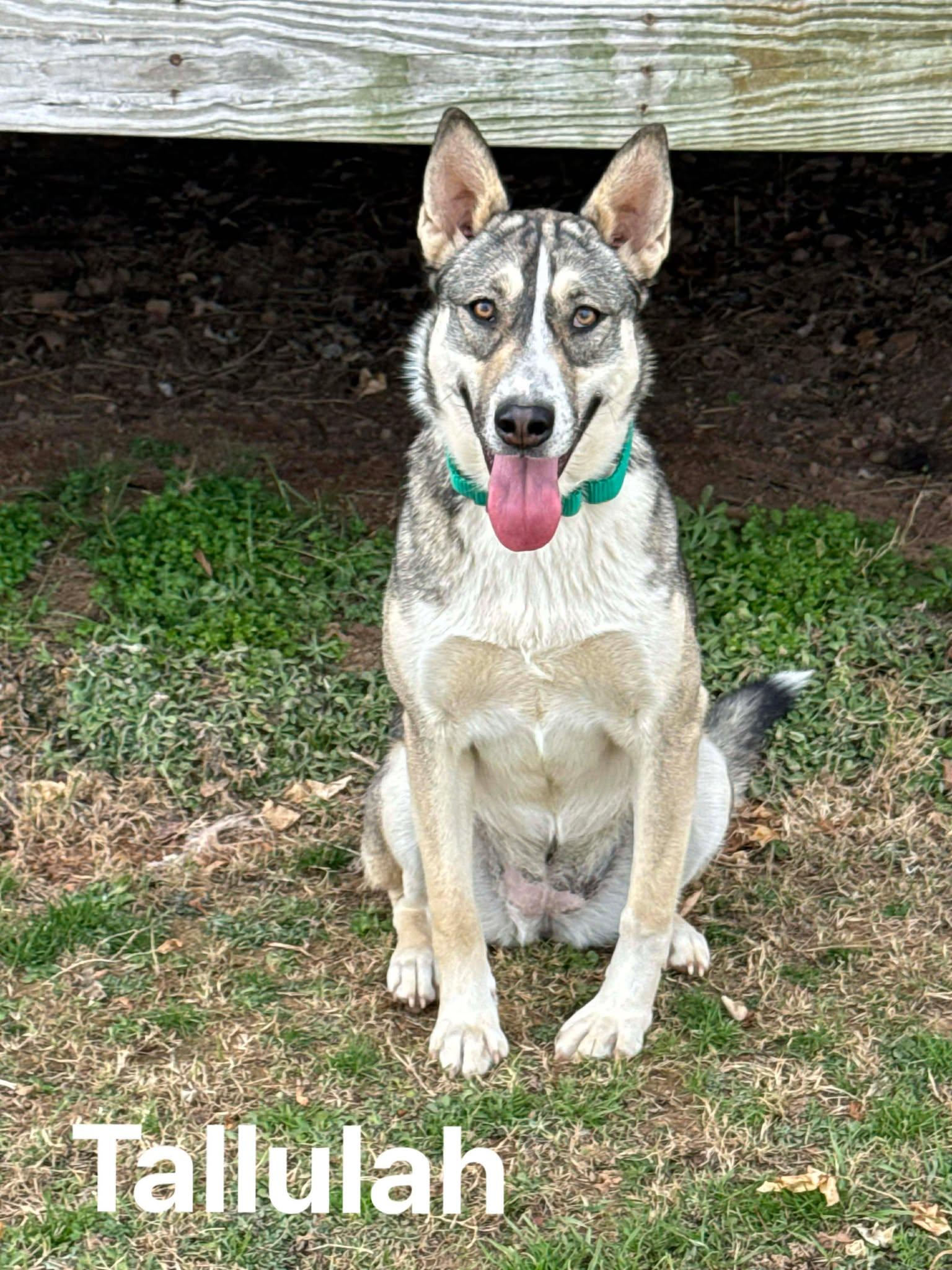 Enlarge Tallulah, an adopted mixed breed in Bloomfield, CT image 1/5