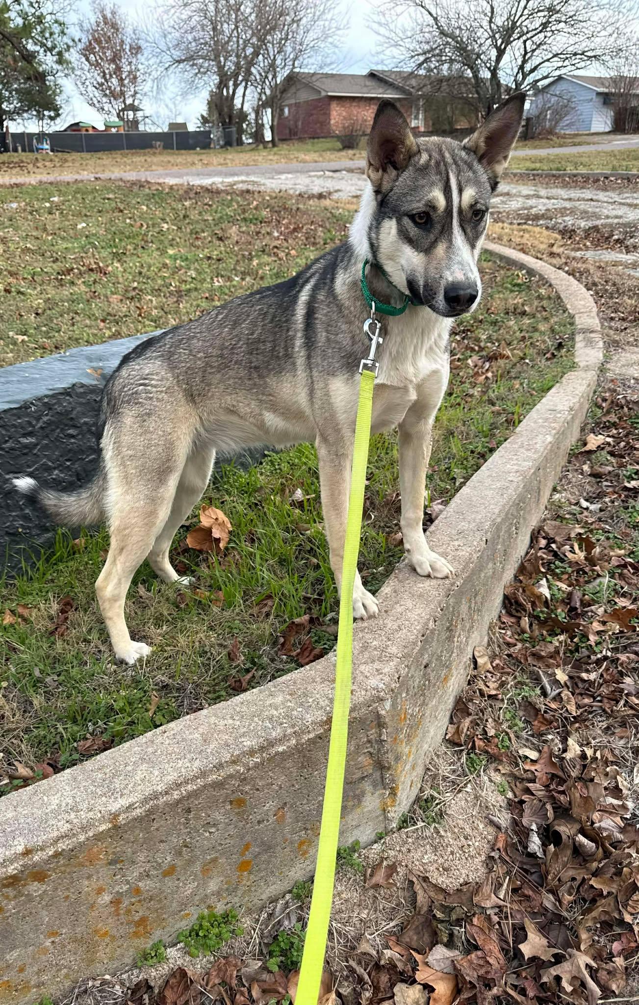 Enlarge Tallulah, an adopted mixed breed in Bloomfield, CT image 3/5