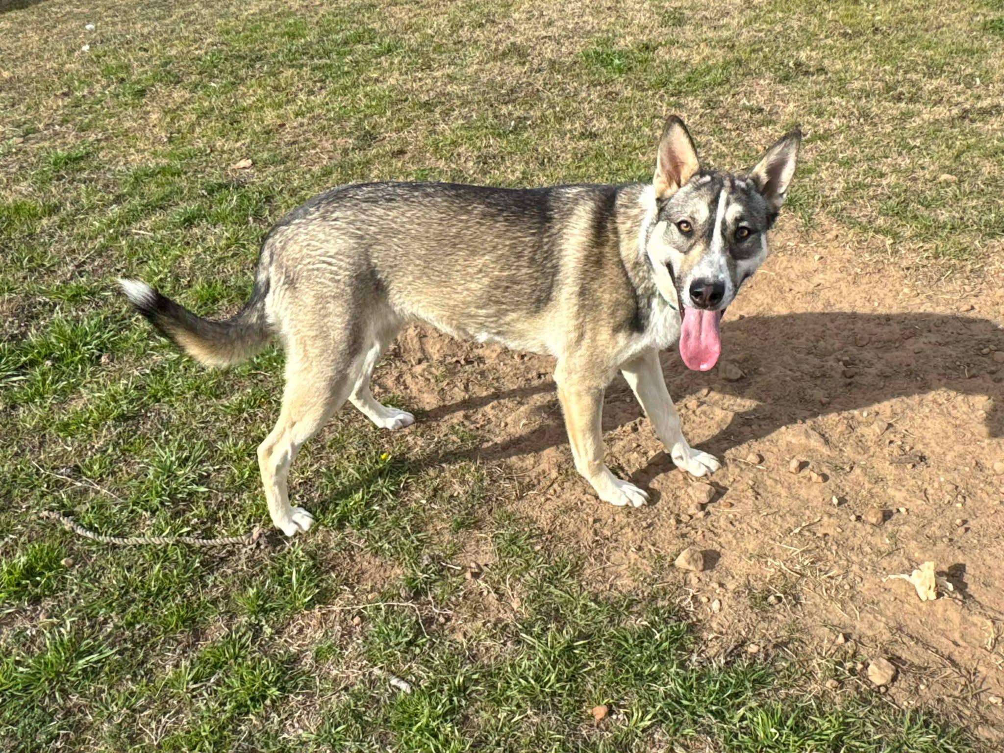 Enlarge Tallulah, an adopted mixed breed in Bloomfield, CT image 2/5