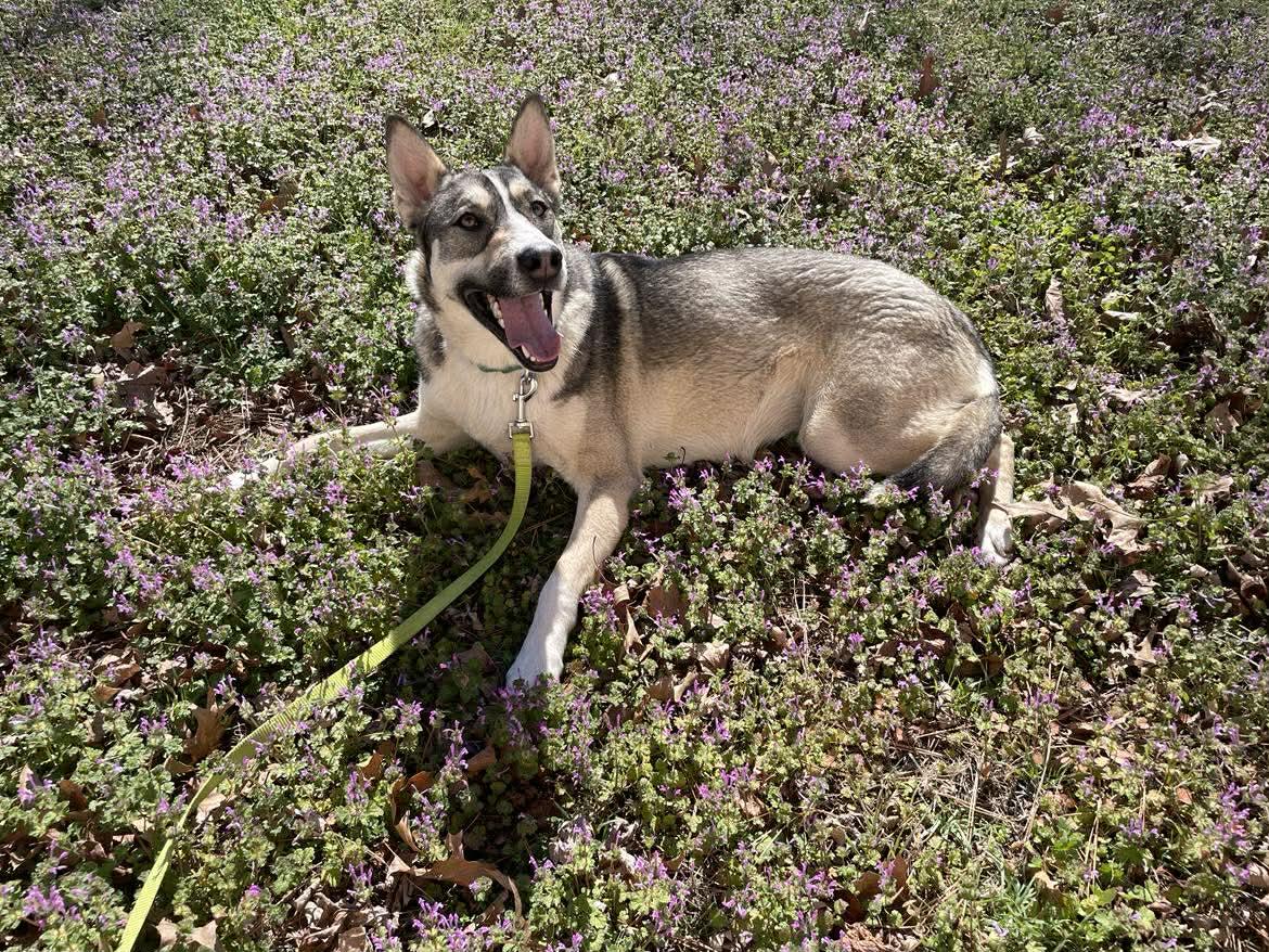 Enlarge Tallulah, an adopted mixed breed in Bloomfield, CT image 5/5