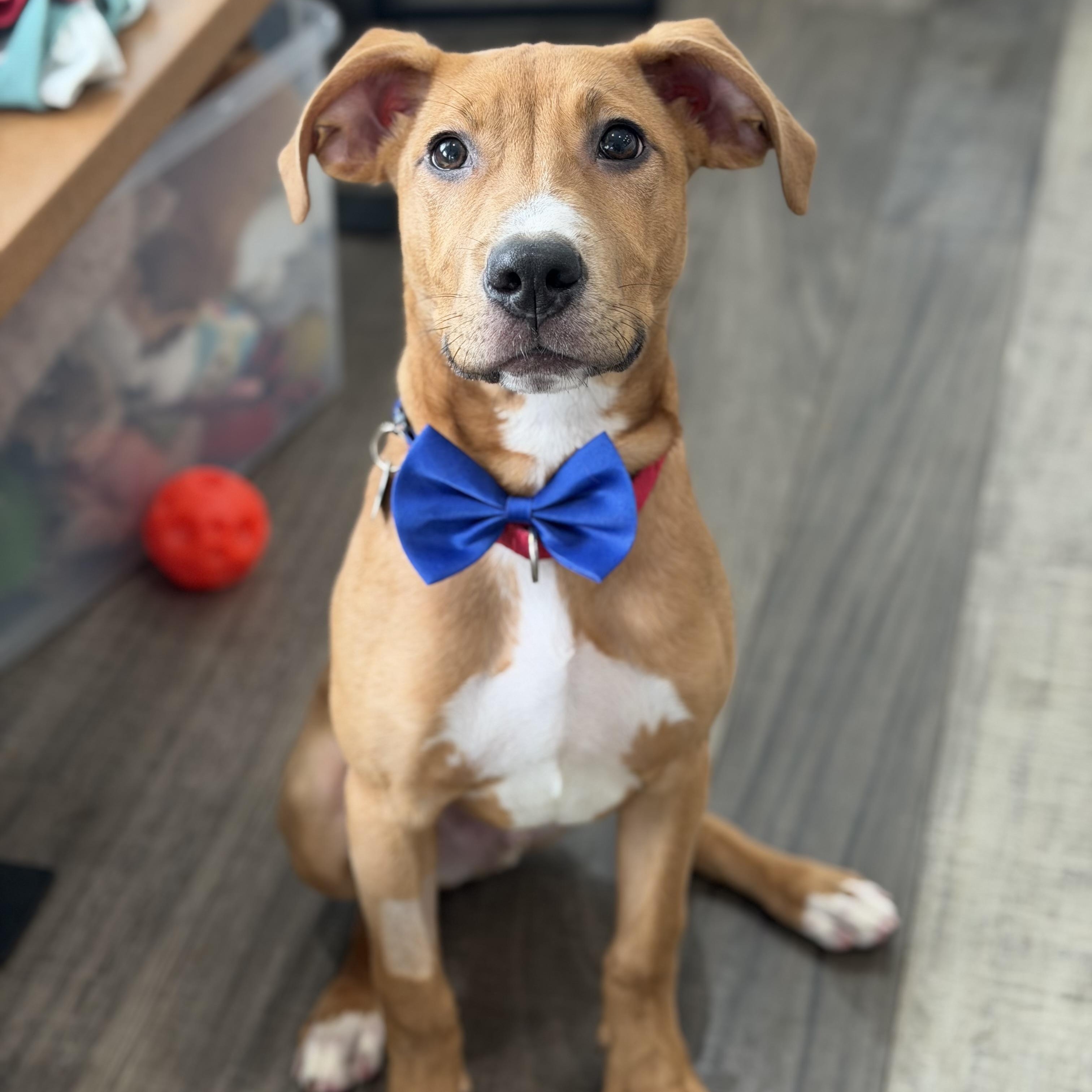 Peanut Butter, ADOPTABLE, Puppy Male Foxhound & Pit Bull Terrier.