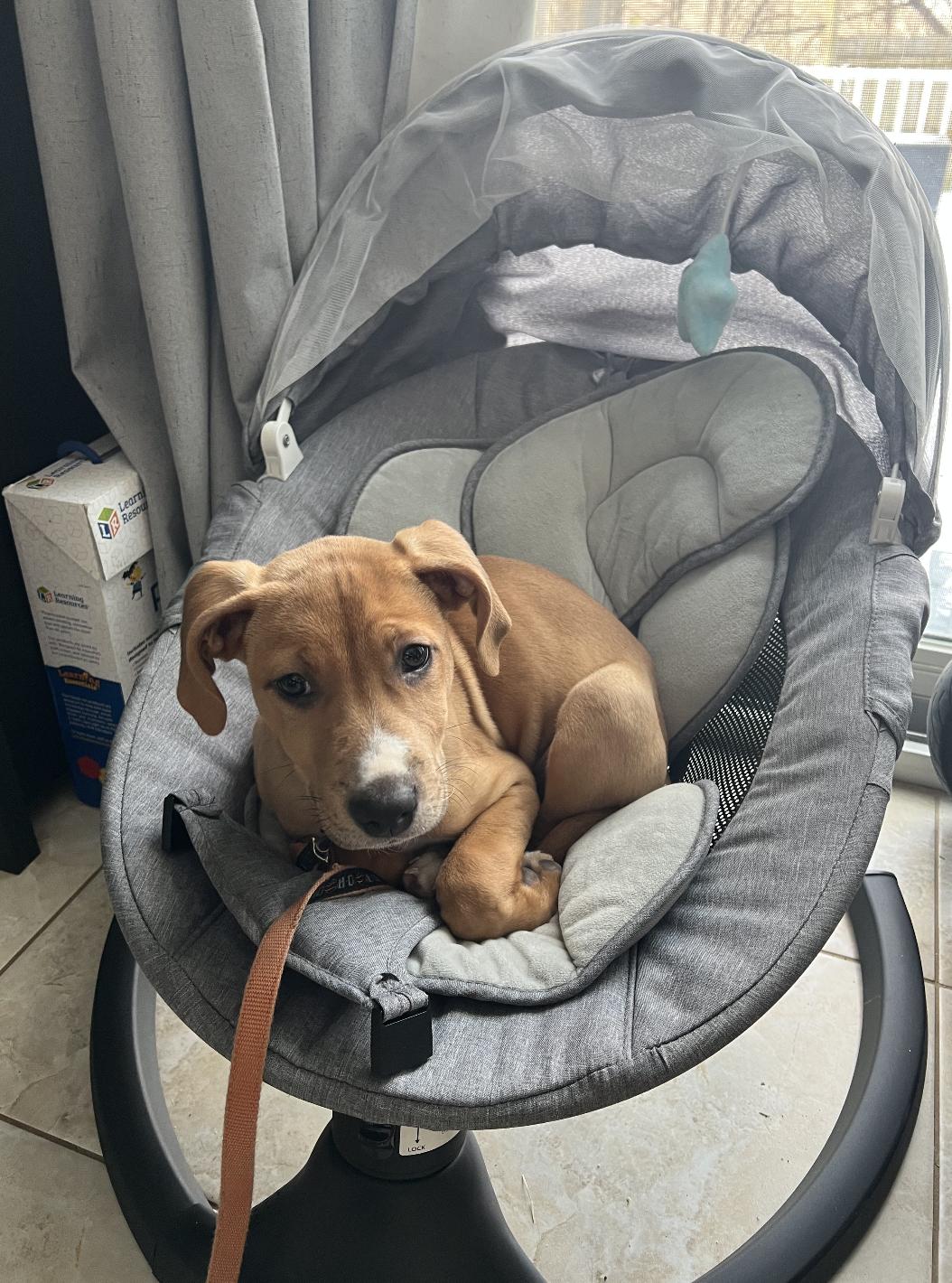 Enlarge Peanut Butter, a ADOPTABLE mixed breed in Mahwah, NJ image 3/5