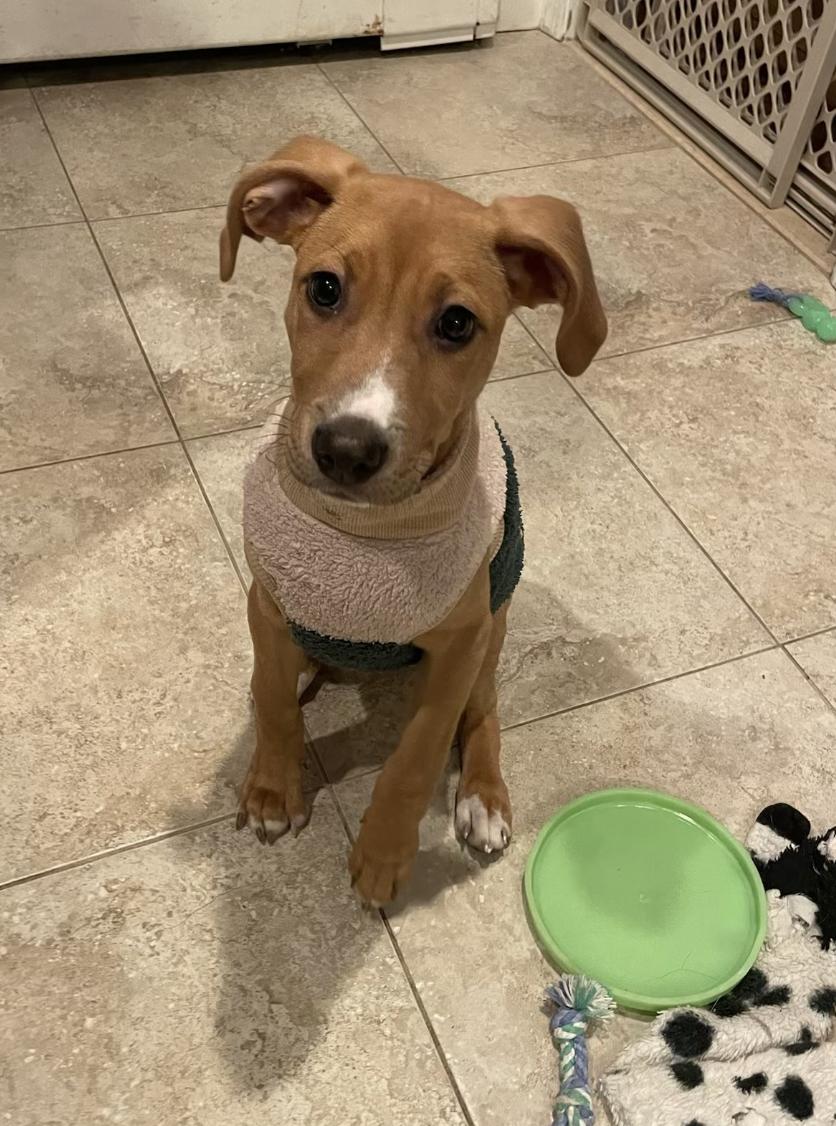 Enlarge Peanut Butter, a ADOPTABLE mixed breed in Mahwah, NJ image 2/5