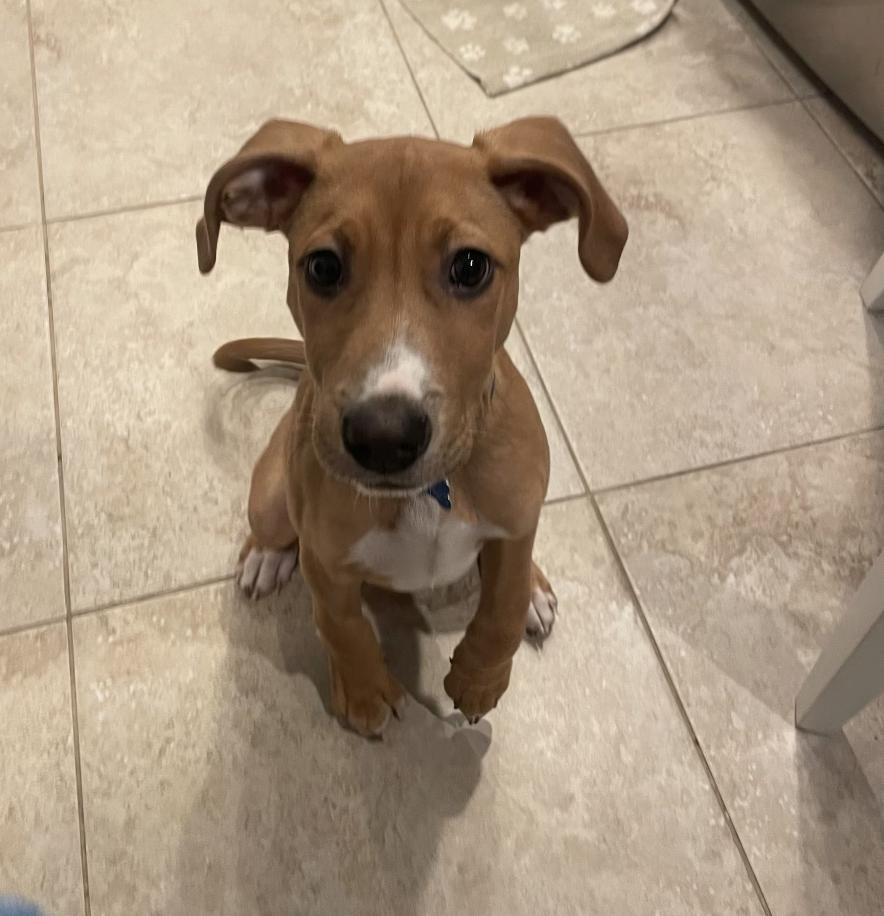 Enlarge Peanut Butter, a ADOPTABLE mixed breed in Mahwah, NJ image 4/5