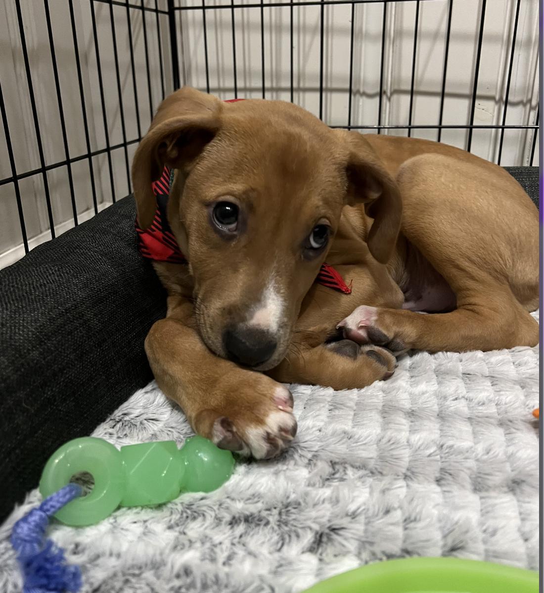 Enlarge Peanut Butter, a ADOPTABLE mixed breed in Mahwah, NJ image 5/5