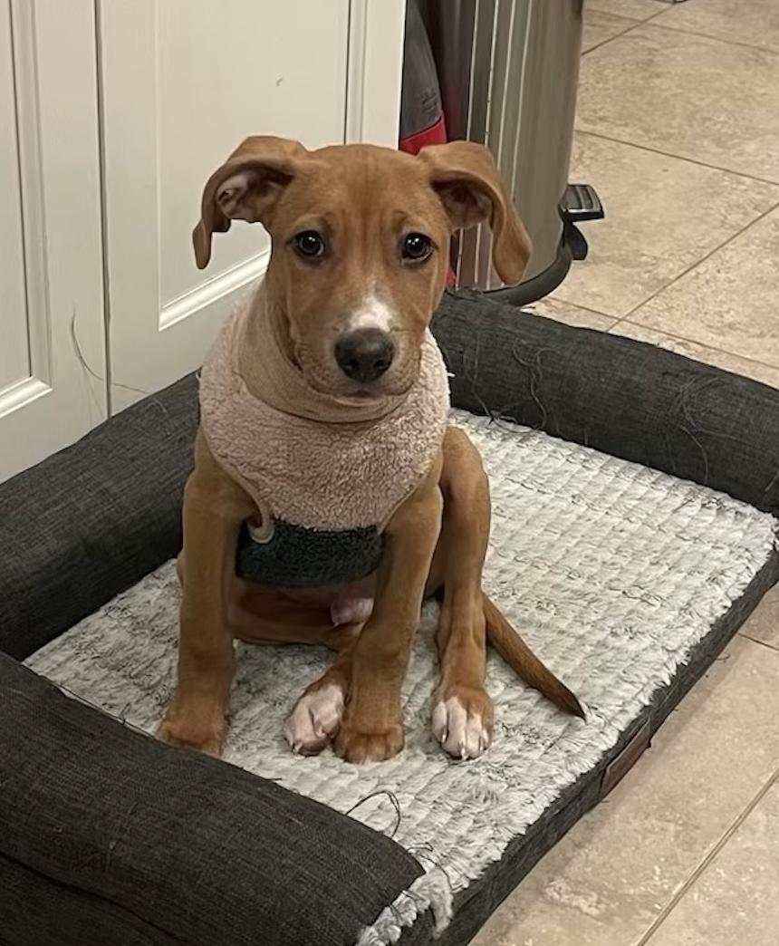 Peanut Butter, ADOPTABLE, Puppy Male Rhodesian Ridgeback & Labrador Retriever.