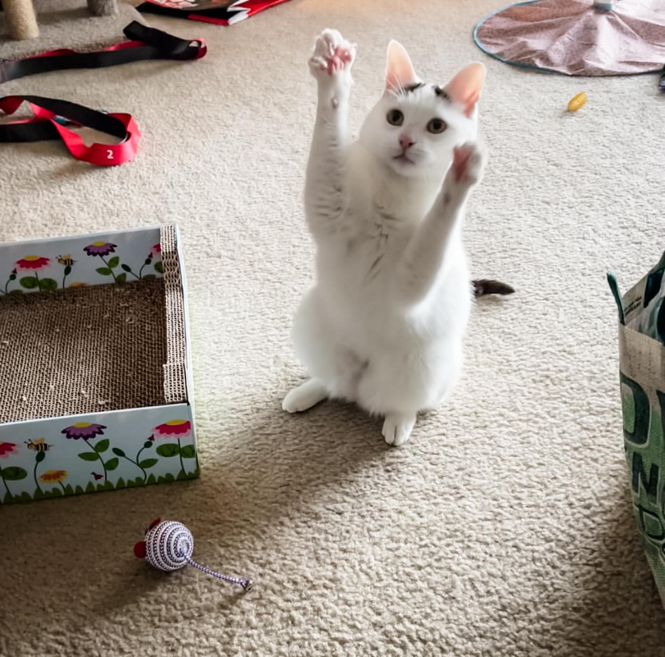 Enlarge PIP, a Adoptable Domestic Short Hair in Philadelphia, PA image 5/6