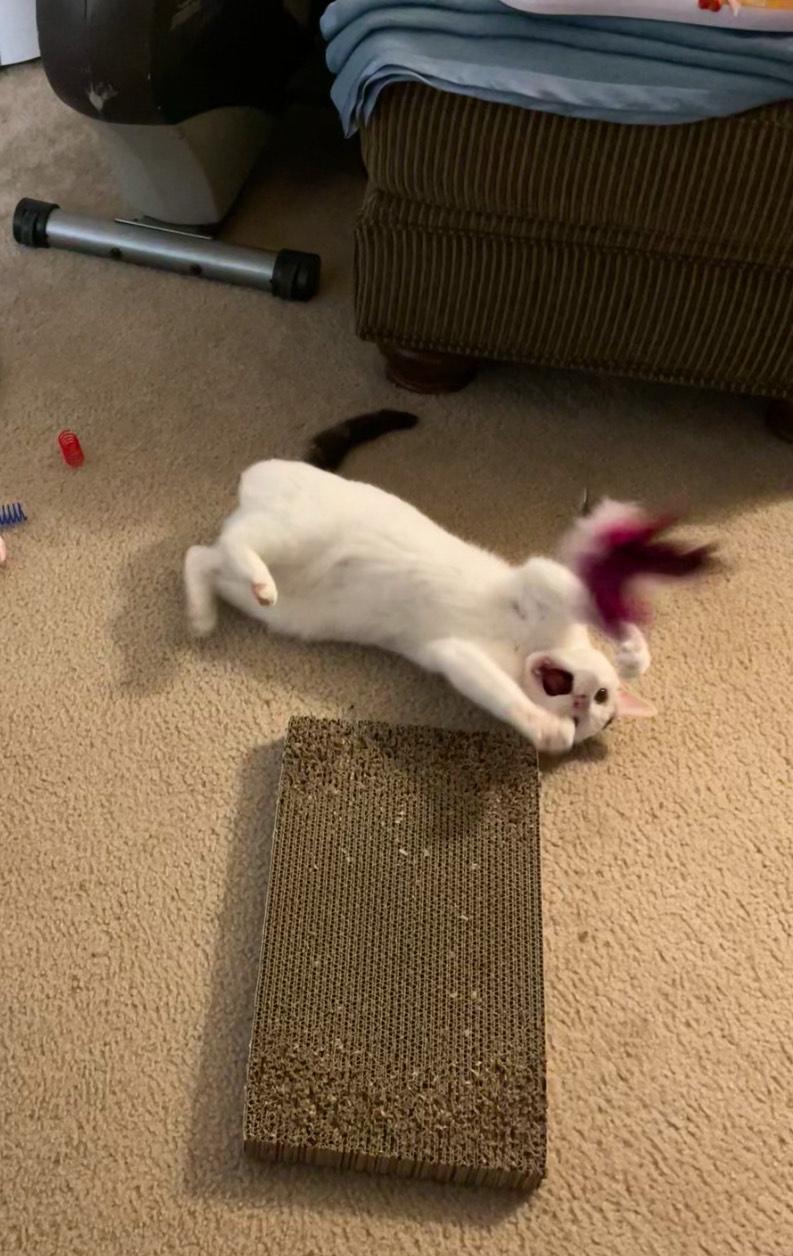 Enlarge PIP, a Adoptable Domestic Short Hair in Philadelphia, PA image 1/5