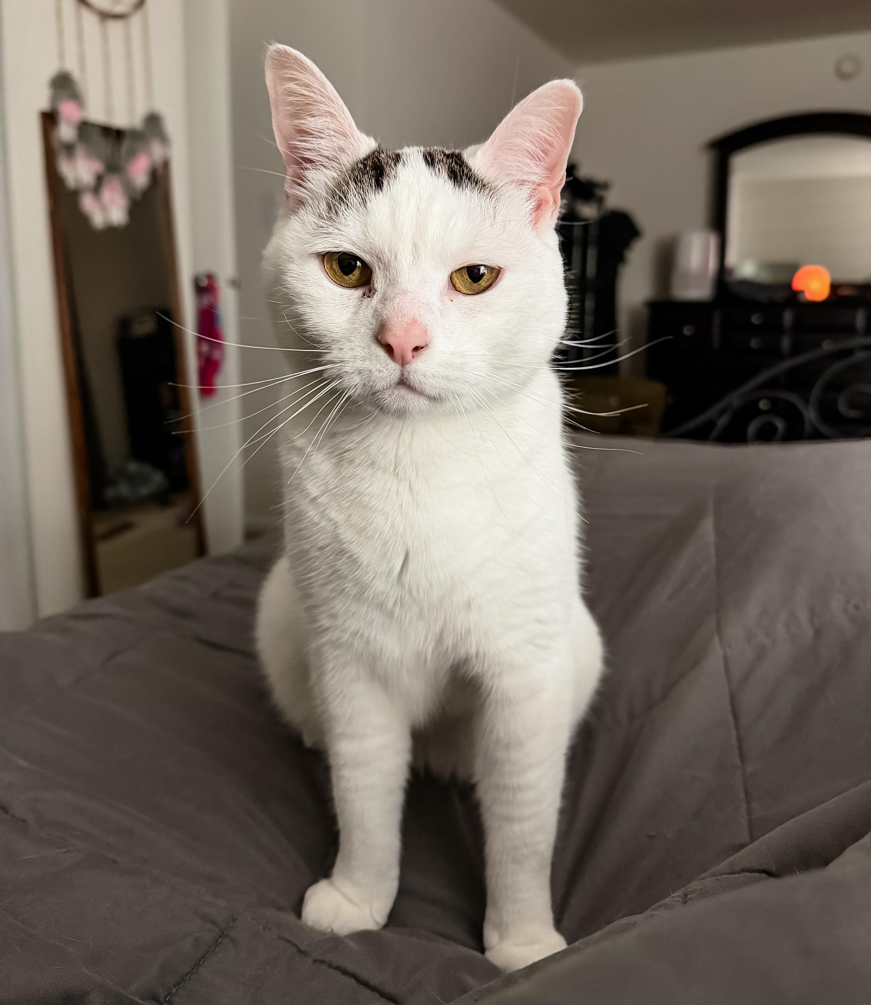 Enlarge PIP, a Adoptable Domestic Short Hair in Philadelphia, PA image 1/6