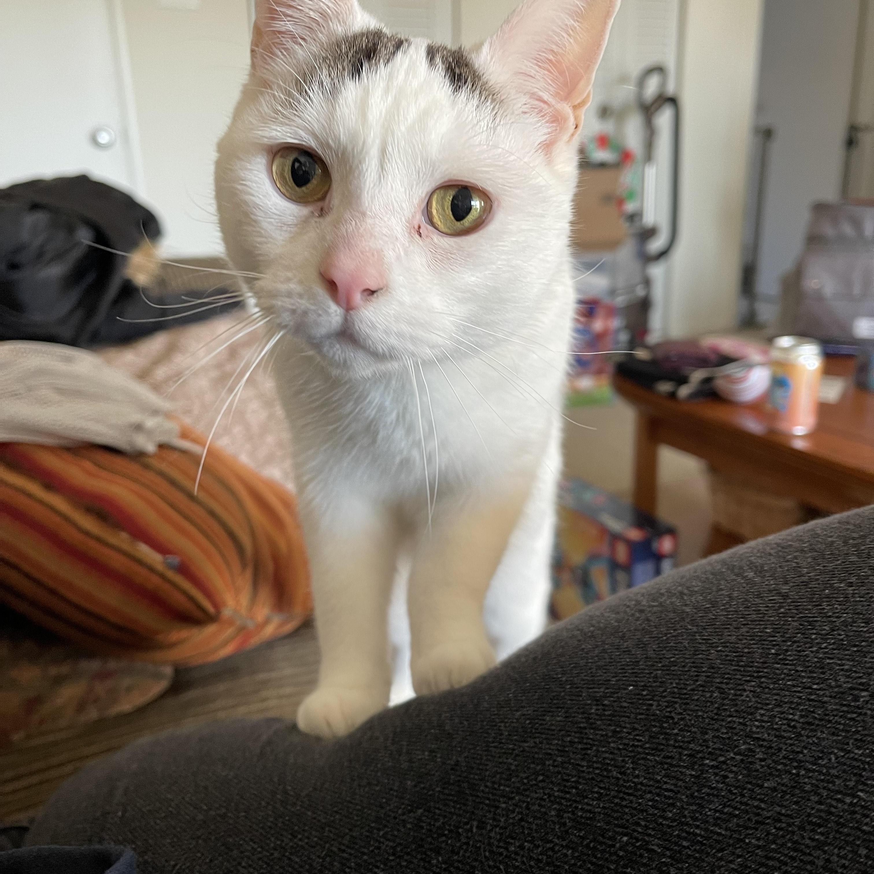 Enlarge PIP, a Adoptable Domestic Short Hair in Philadelphia, PA image 2/5