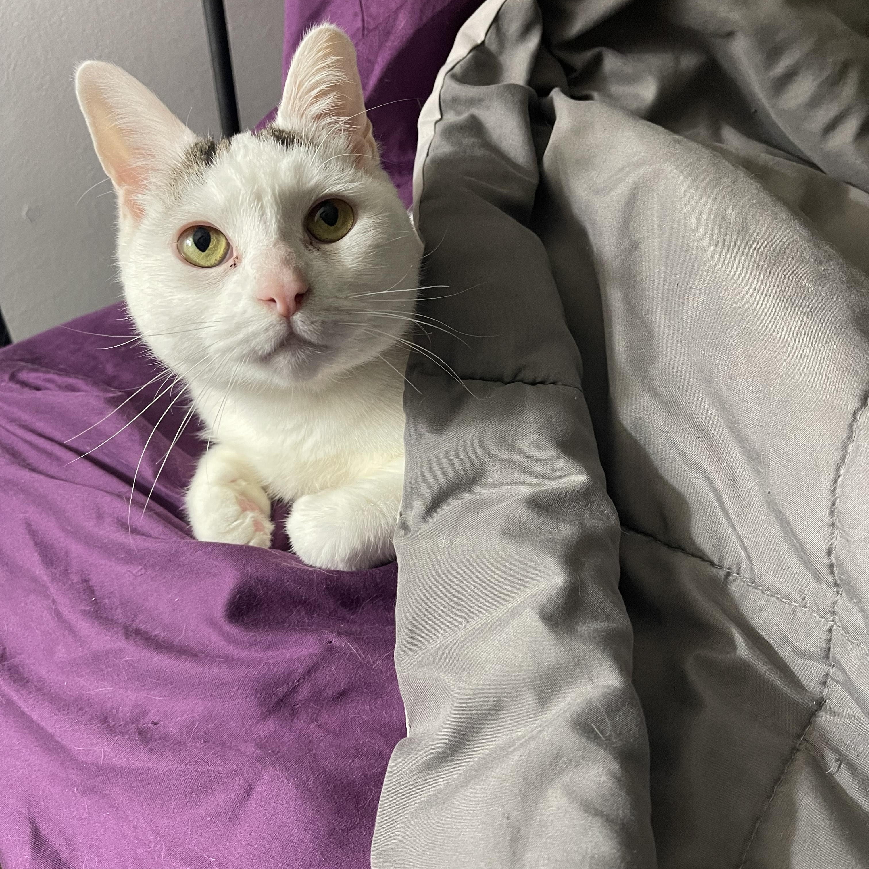 Enlarge PIP, a Adoptable Domestic Short Hair in Philadelphia, PA image 3/5